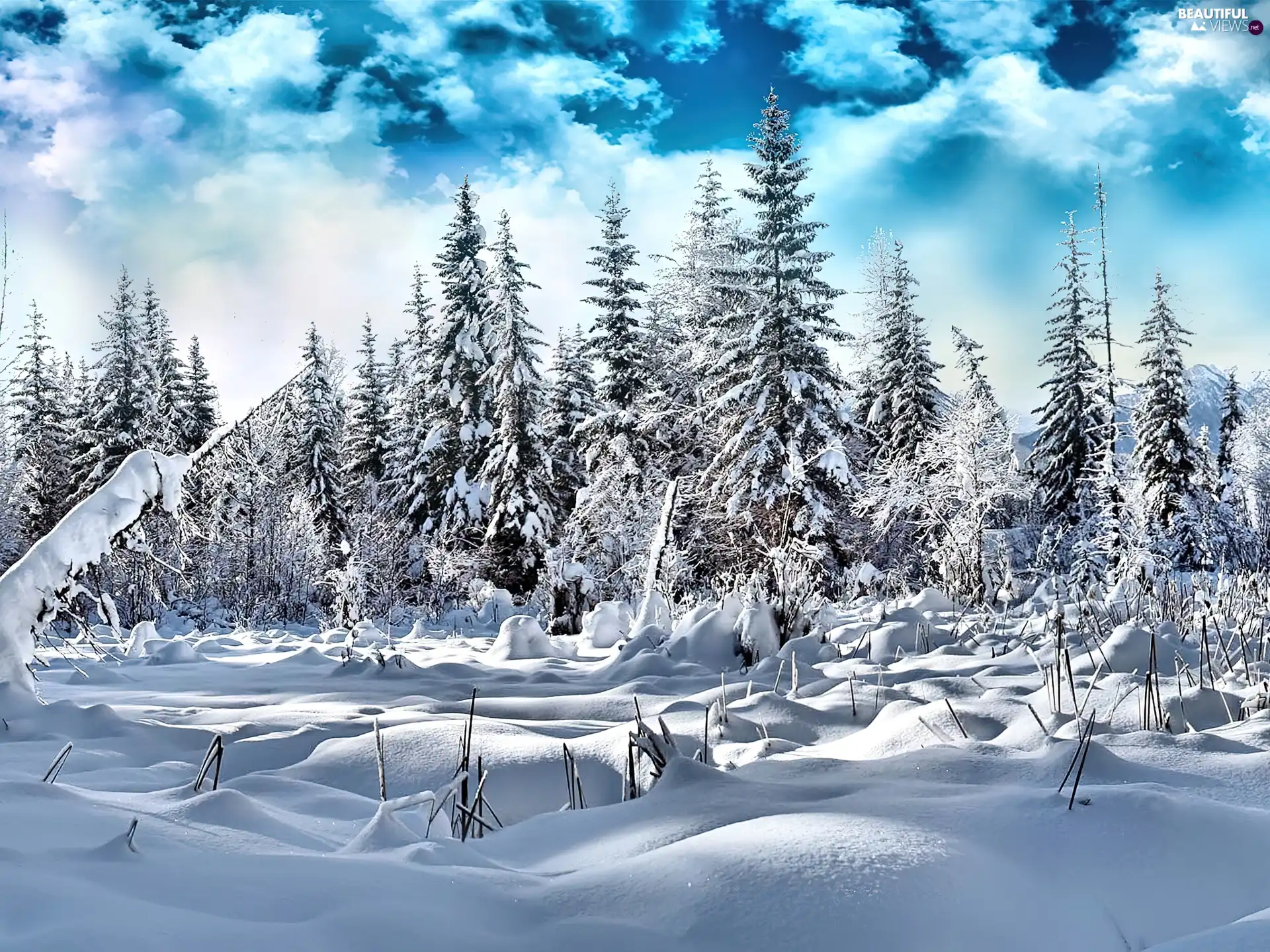 winter, Spruces, clouds, Snowy