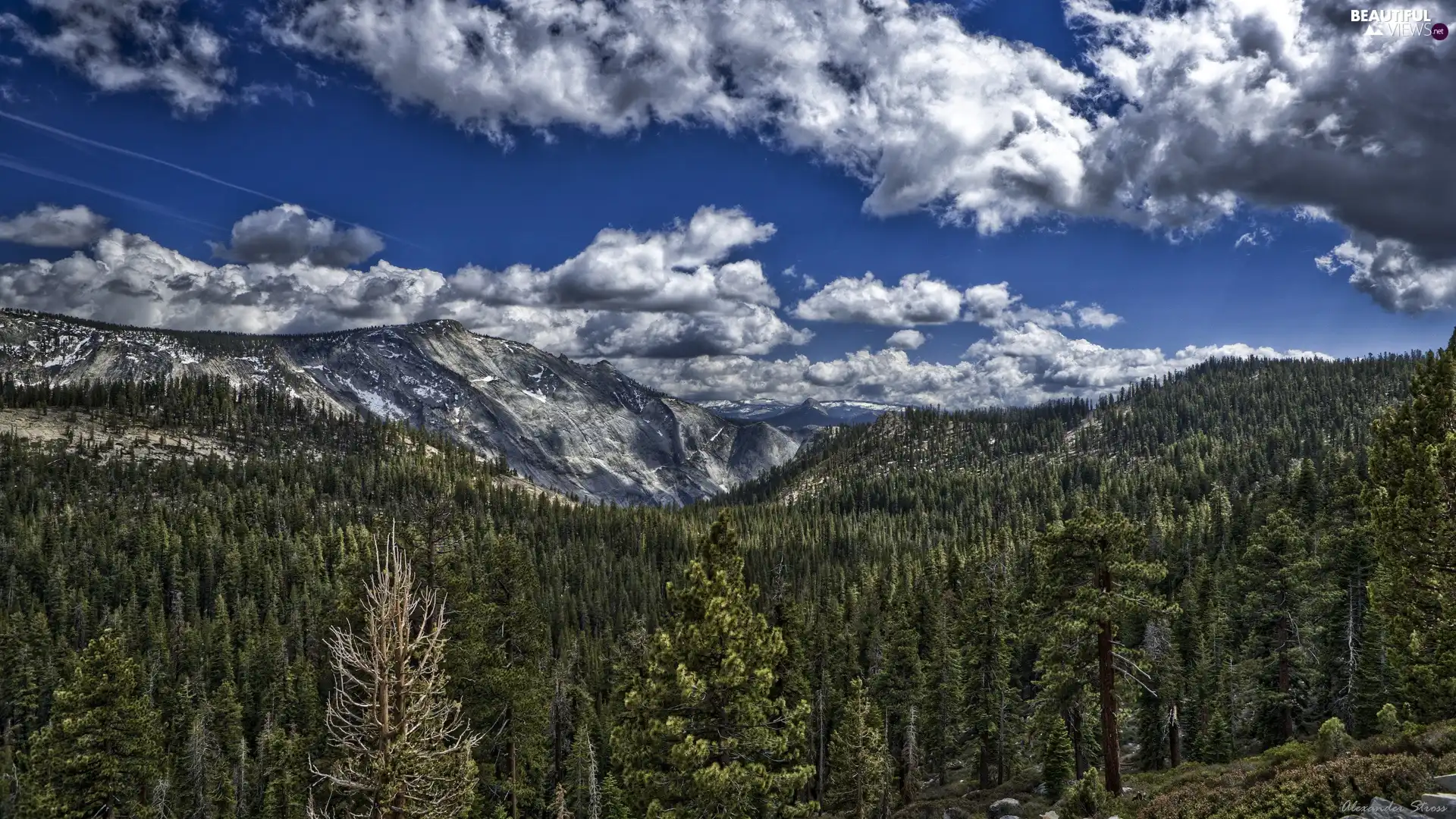 woods, Mountains, clouds, Softwood