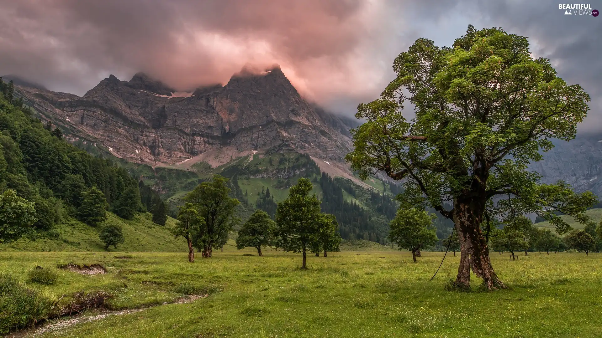 viewes, clouds, woods, trees, Mountains