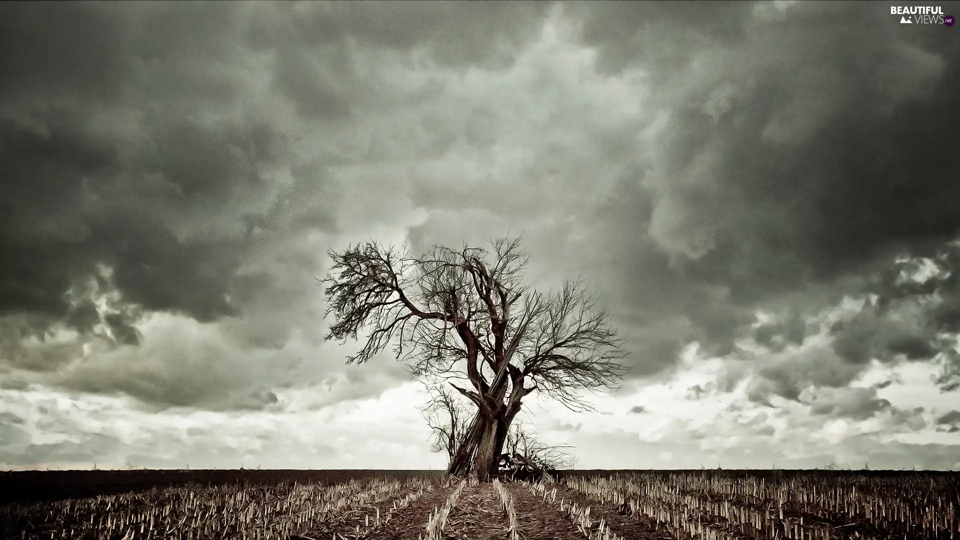 harvest, Field, cloudy, Sky, trees, Po