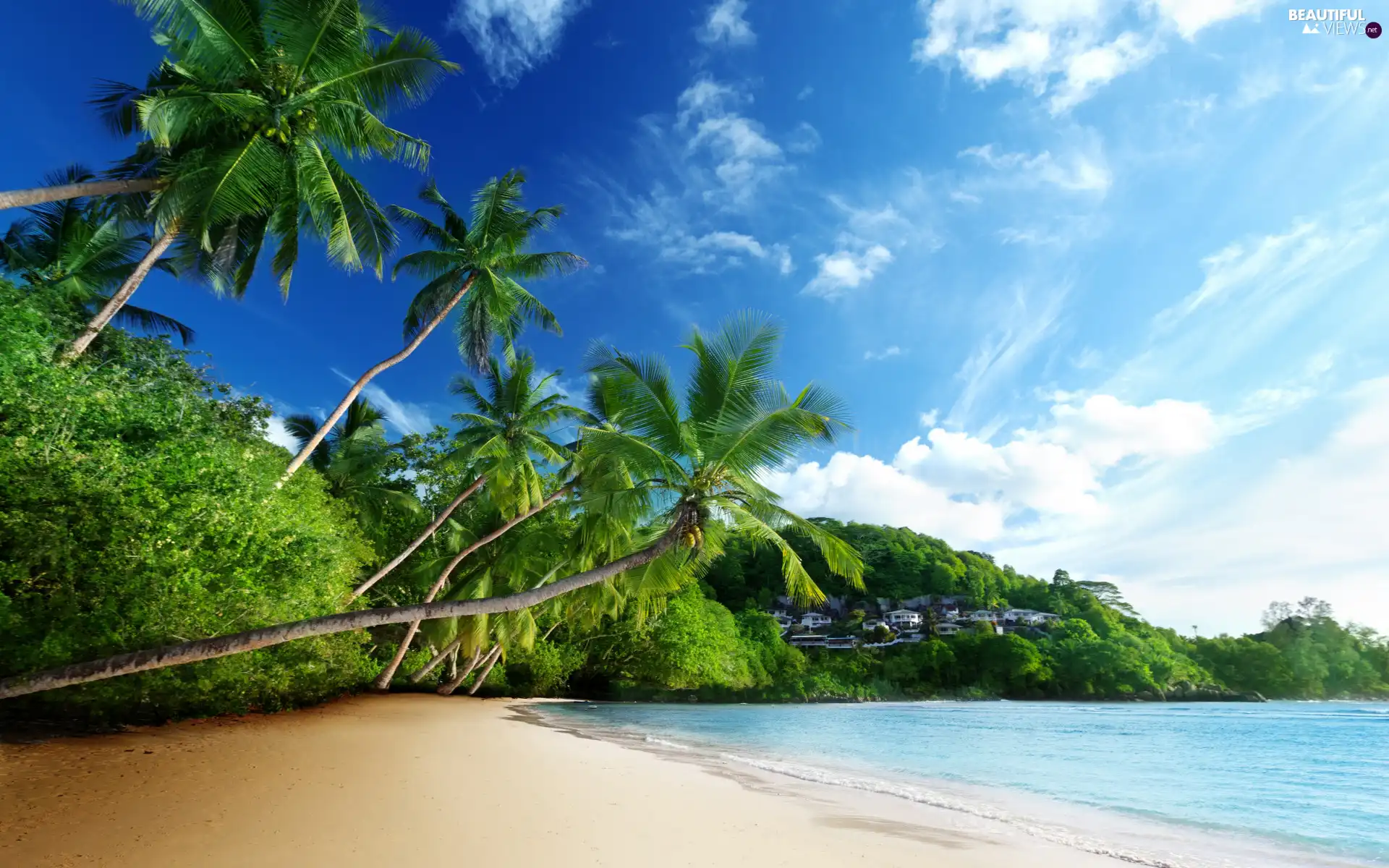 Palms, Coast, Beaches, inclined, sea