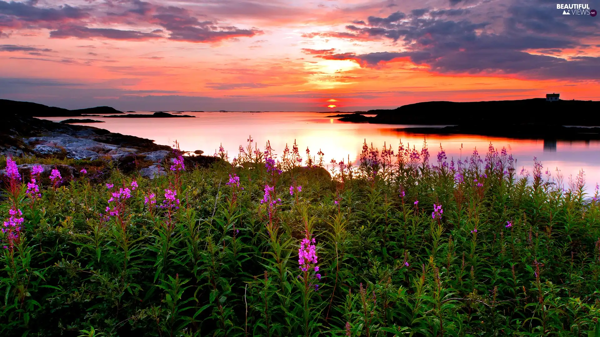 Coast, Flowers, west, sun, lake