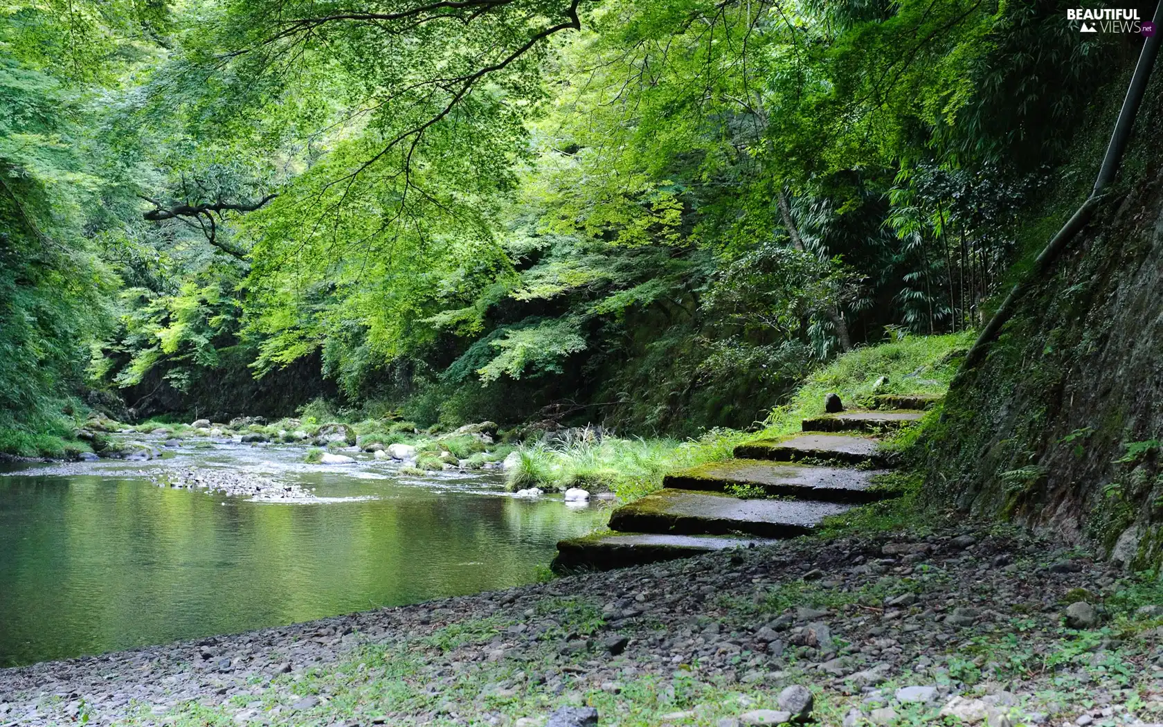 forest, Stairs, coast, Stone