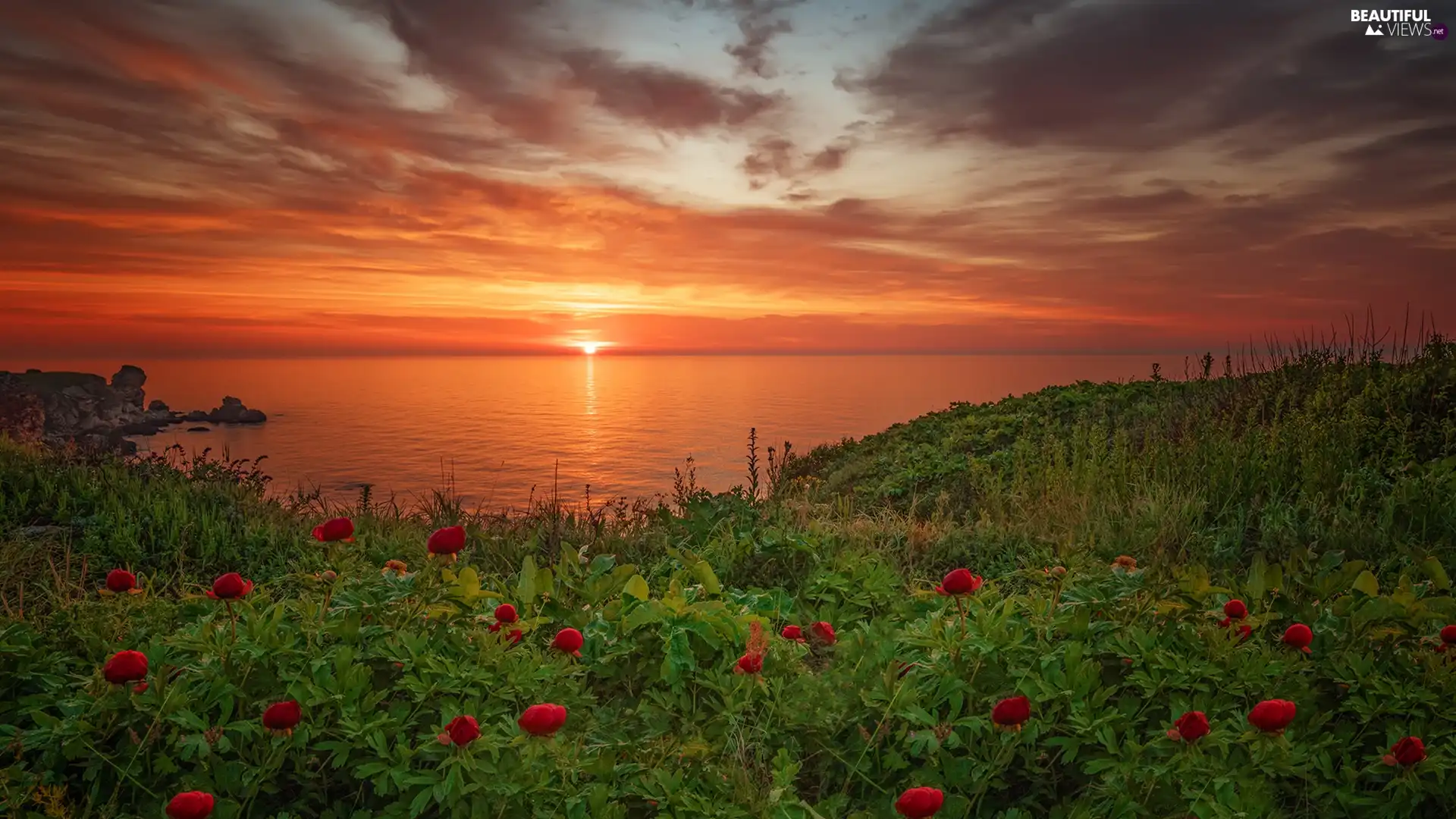 Black Sea, Great Sunsets, Peonies, Bulgaria, Flowers, Coast