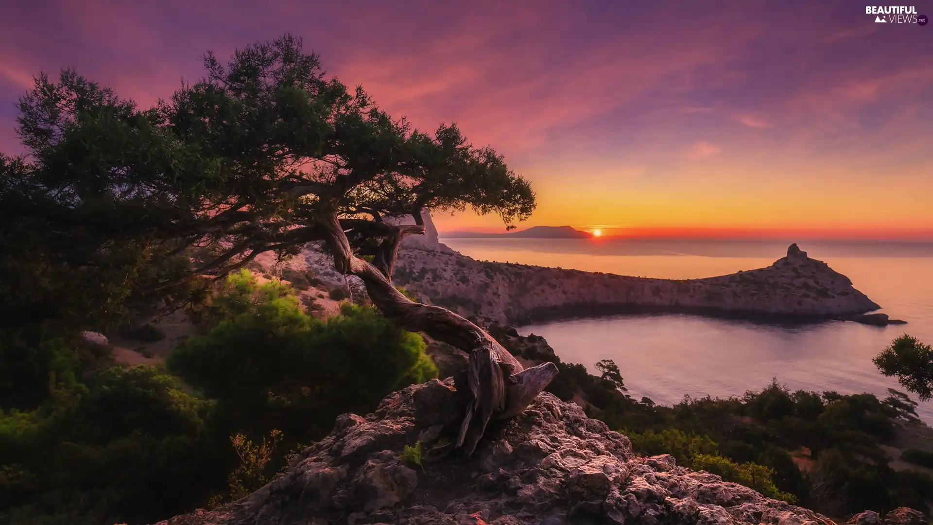 Coast, rocks, Crimea, trees, VEGETATION, Great Sunsets, Black Sea, pine