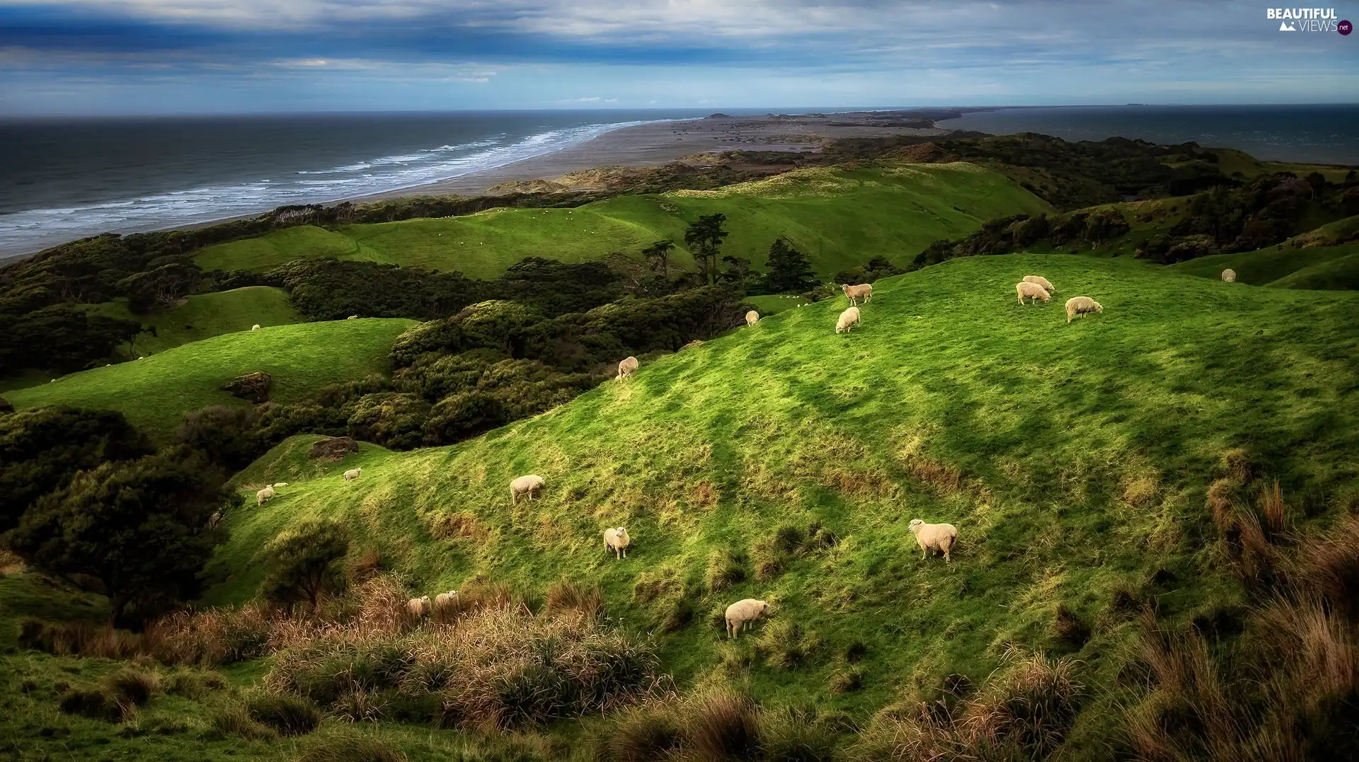 landscape, The Hills, Coast, grass, sea, New Zeland, Farewell Spit Nature Reserve, Sheep