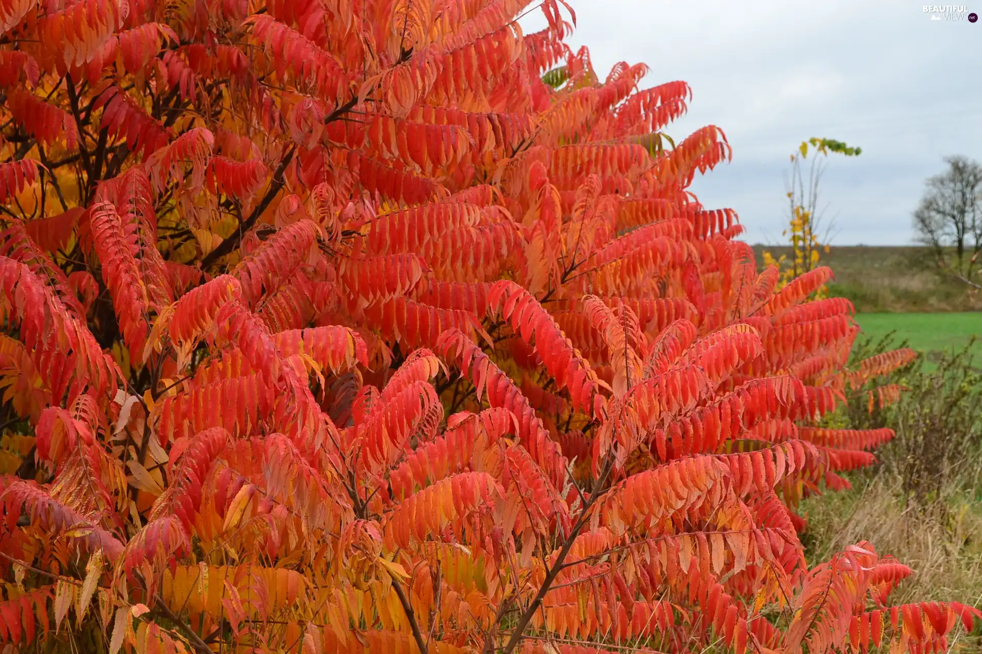 Leaf, Acetic Sumac, color