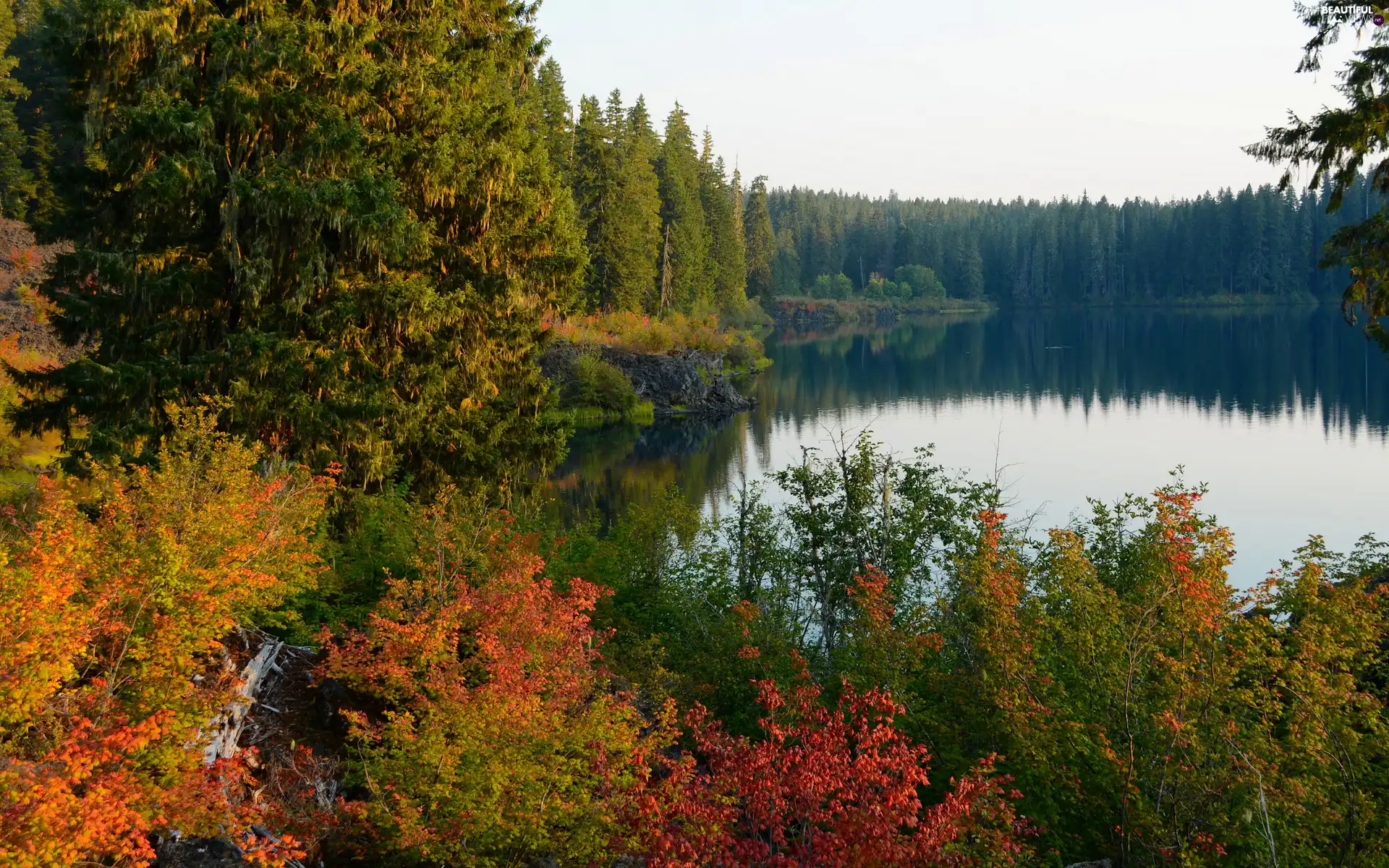 trees, forest, Bush, color, lake, viewes, autumn