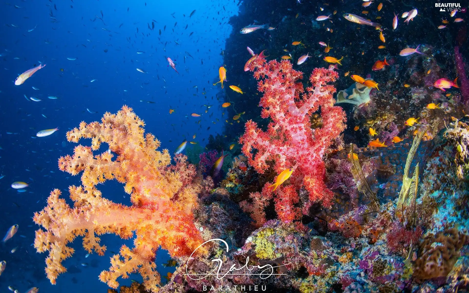 cay, Corals, fish, color