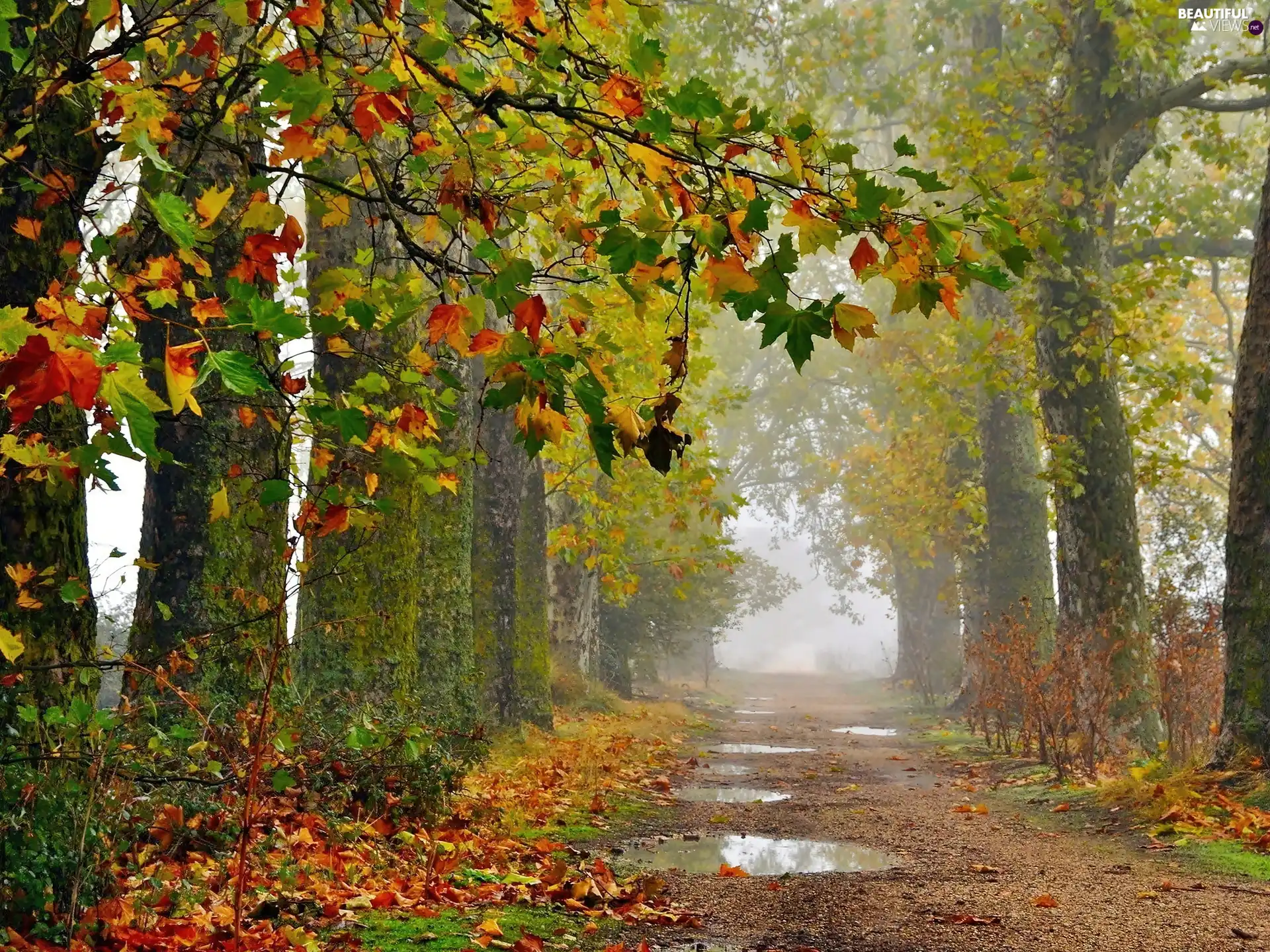 color, Leaf, Way, Fog, autumn