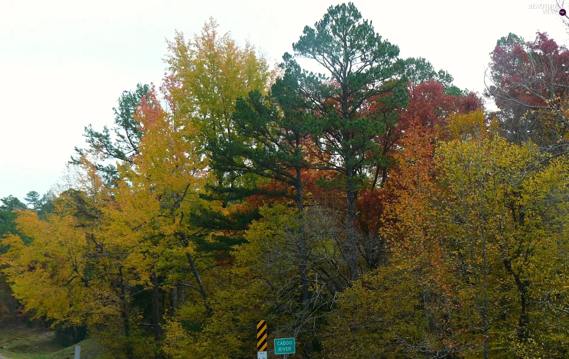 color, Leaf, trees, viewes, autumn