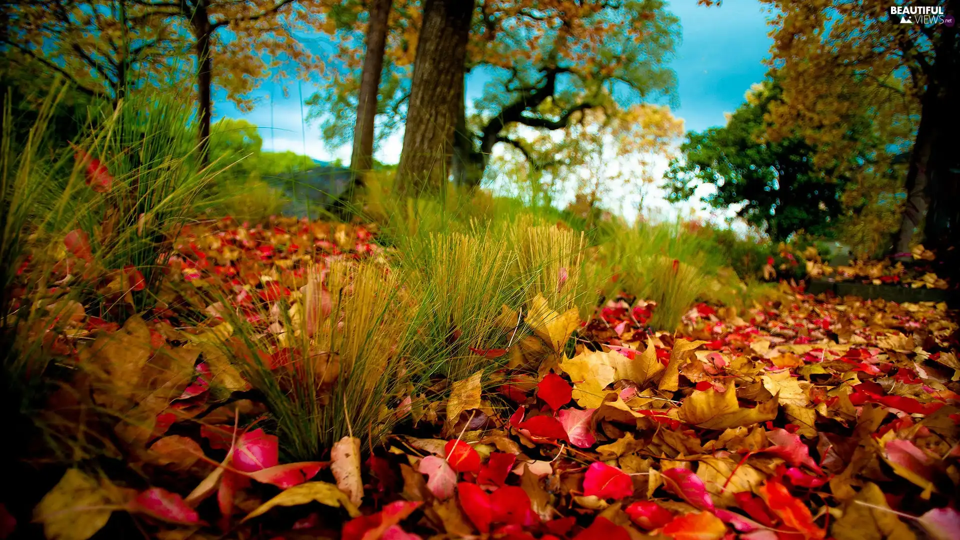 color, Leaf, viewes, Meadow, trees