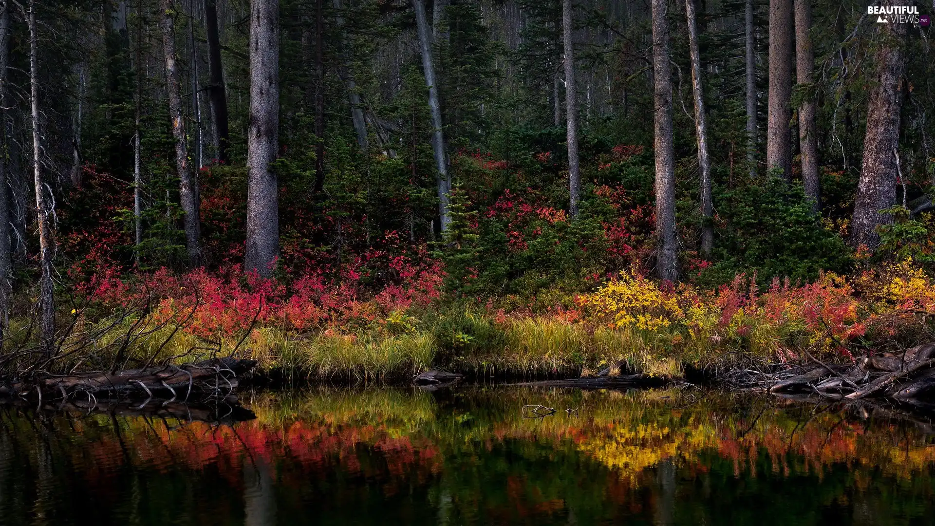 Bush, River, viewes, color, forest, trees, reflection