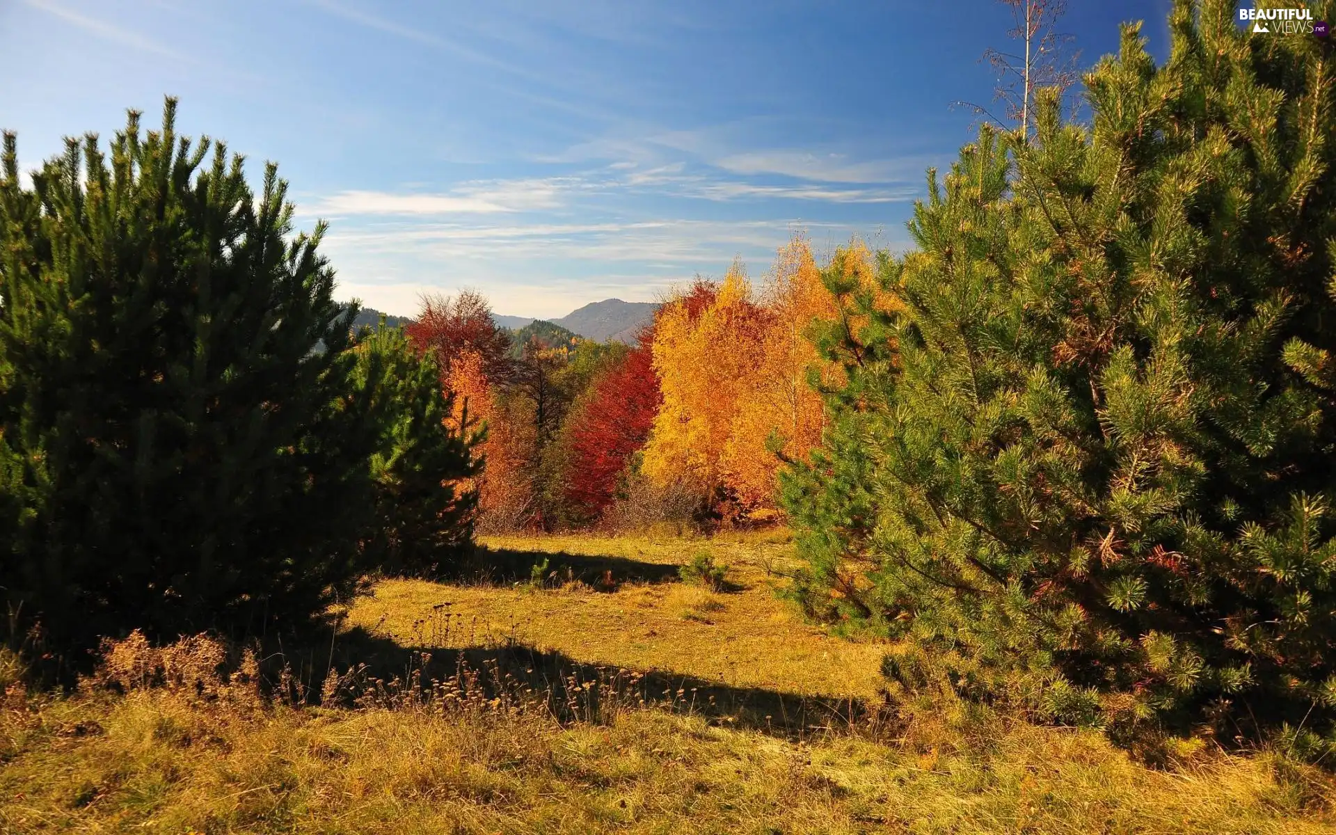 viewes, forest, colors, autumn, gamut, trees