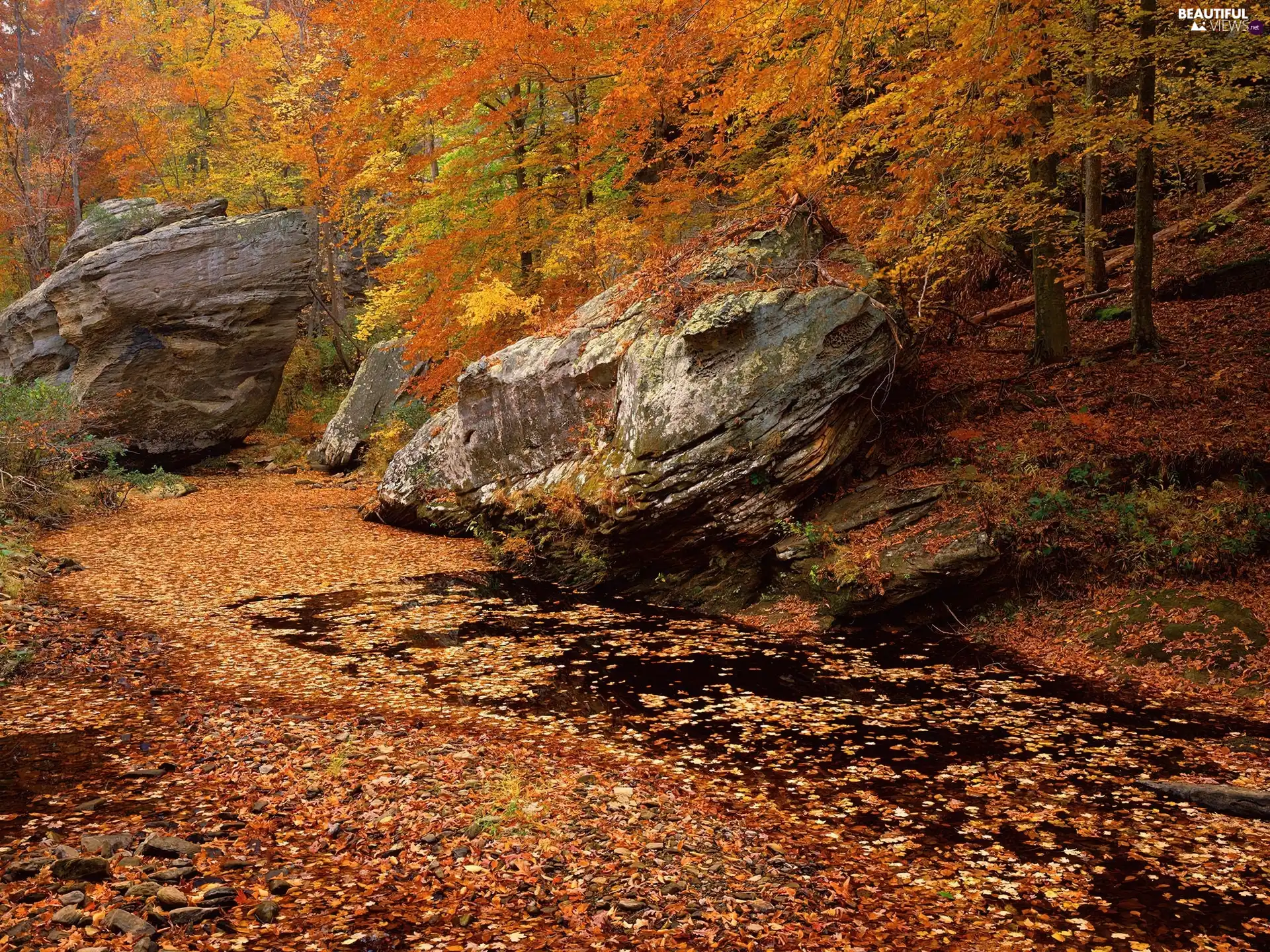 viewes, forest, colors, autumn, stream, trees