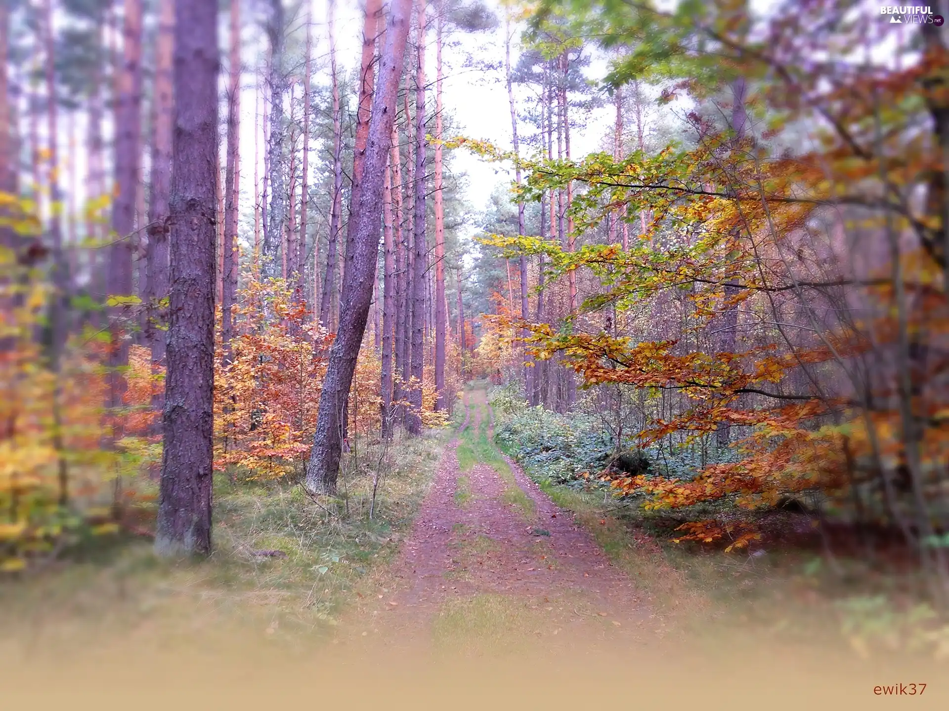 colors, autumn, forest