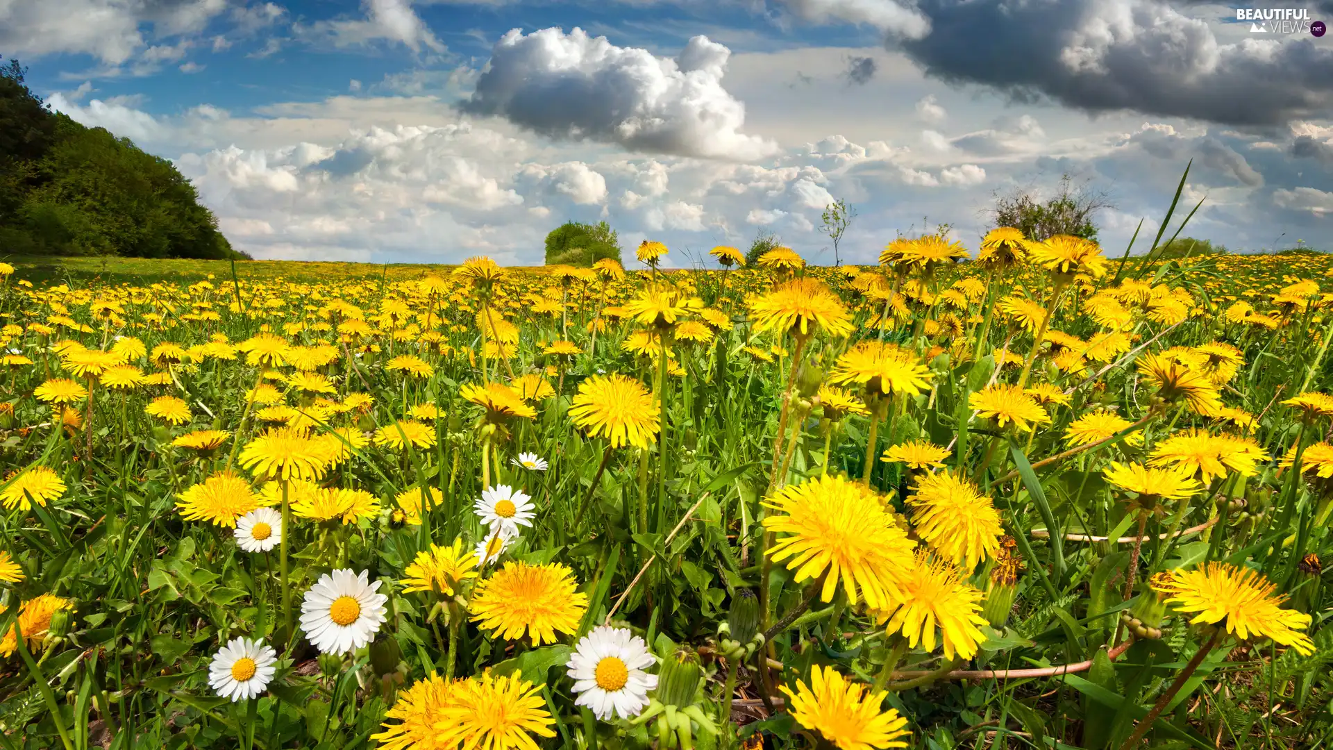 Common Dandelion, daisies, Meadow, Flowers, Spring