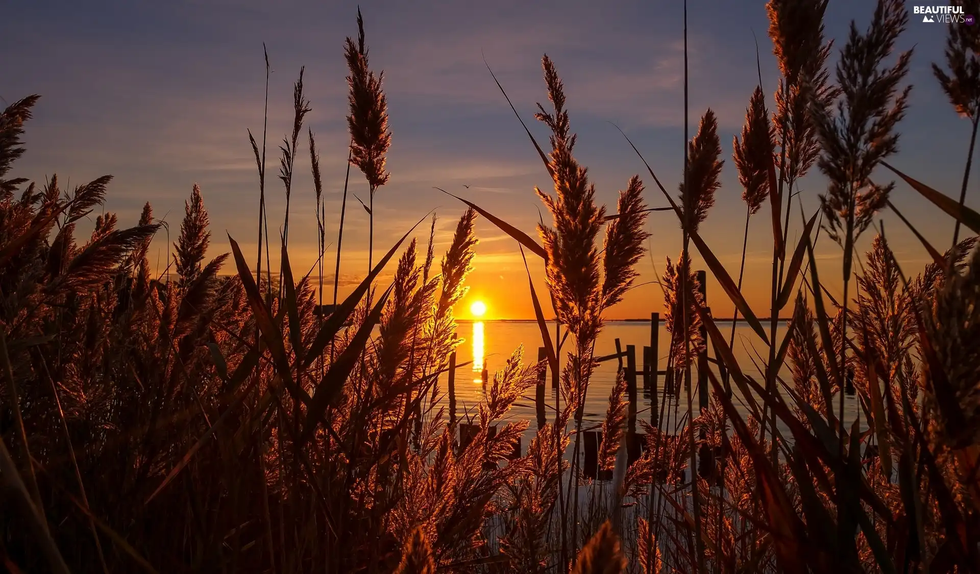 lake, grass, Common Red, Great Sunsets