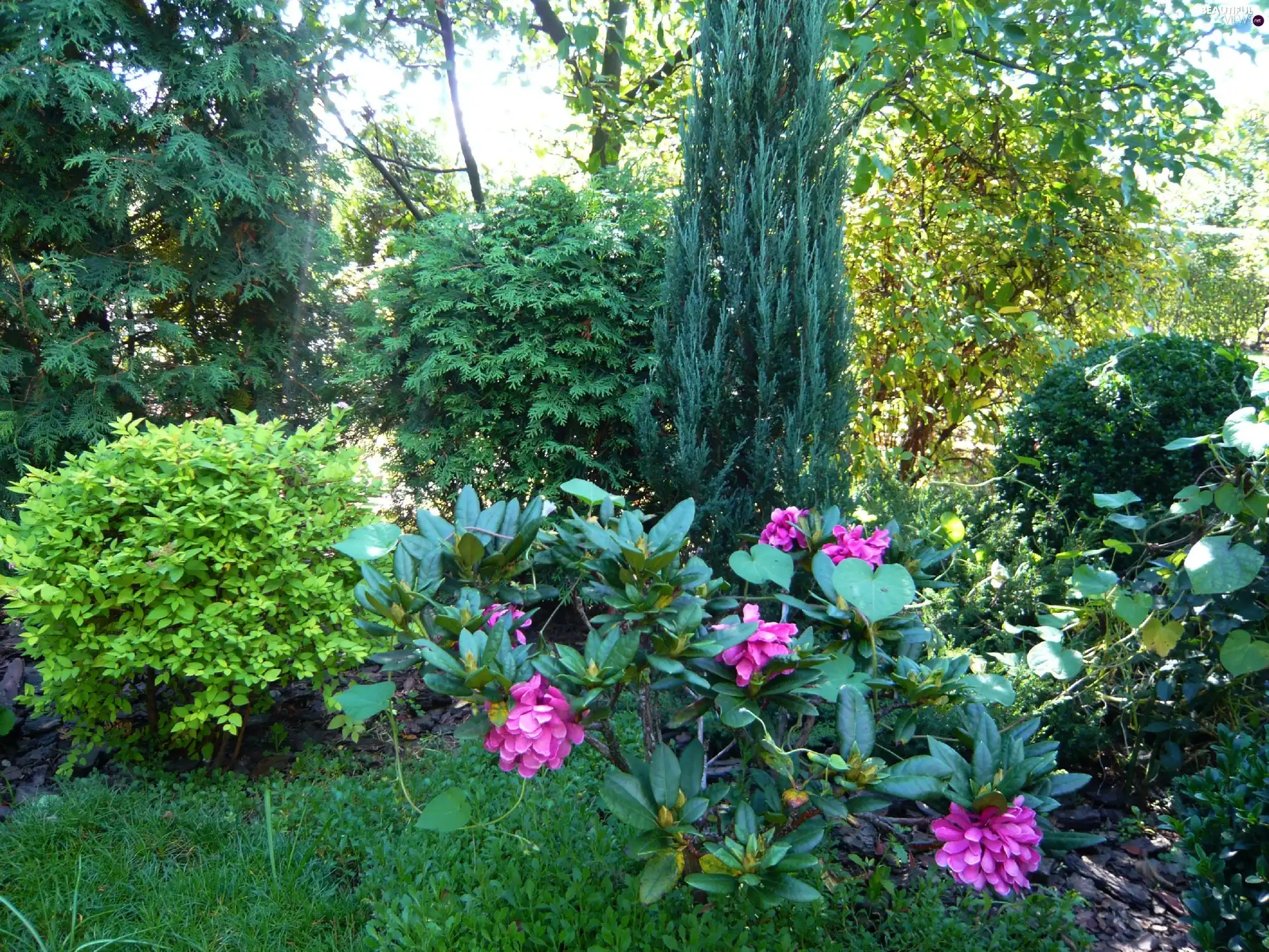 Conifers, grass, Flowers