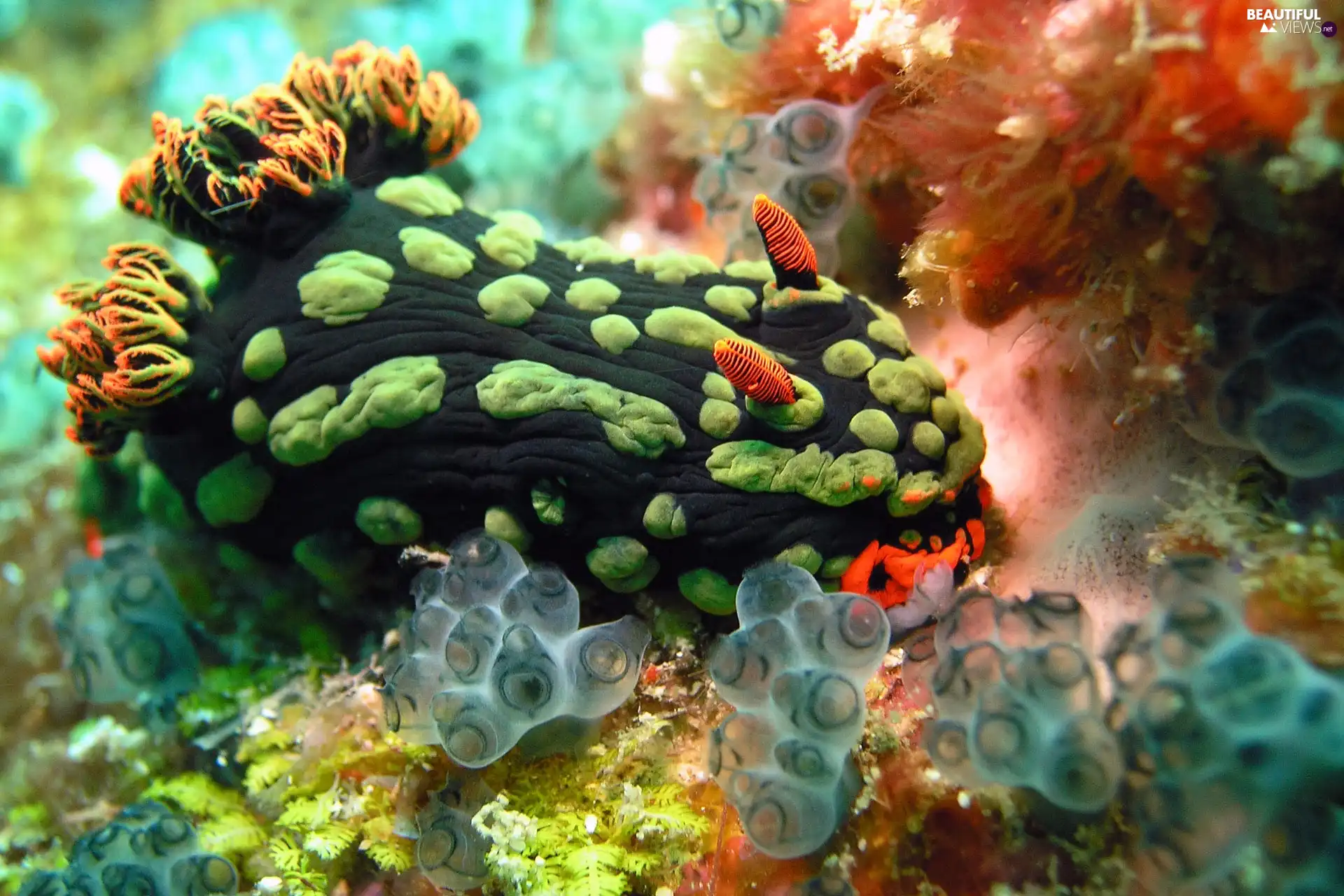 coral, Ocean, reef