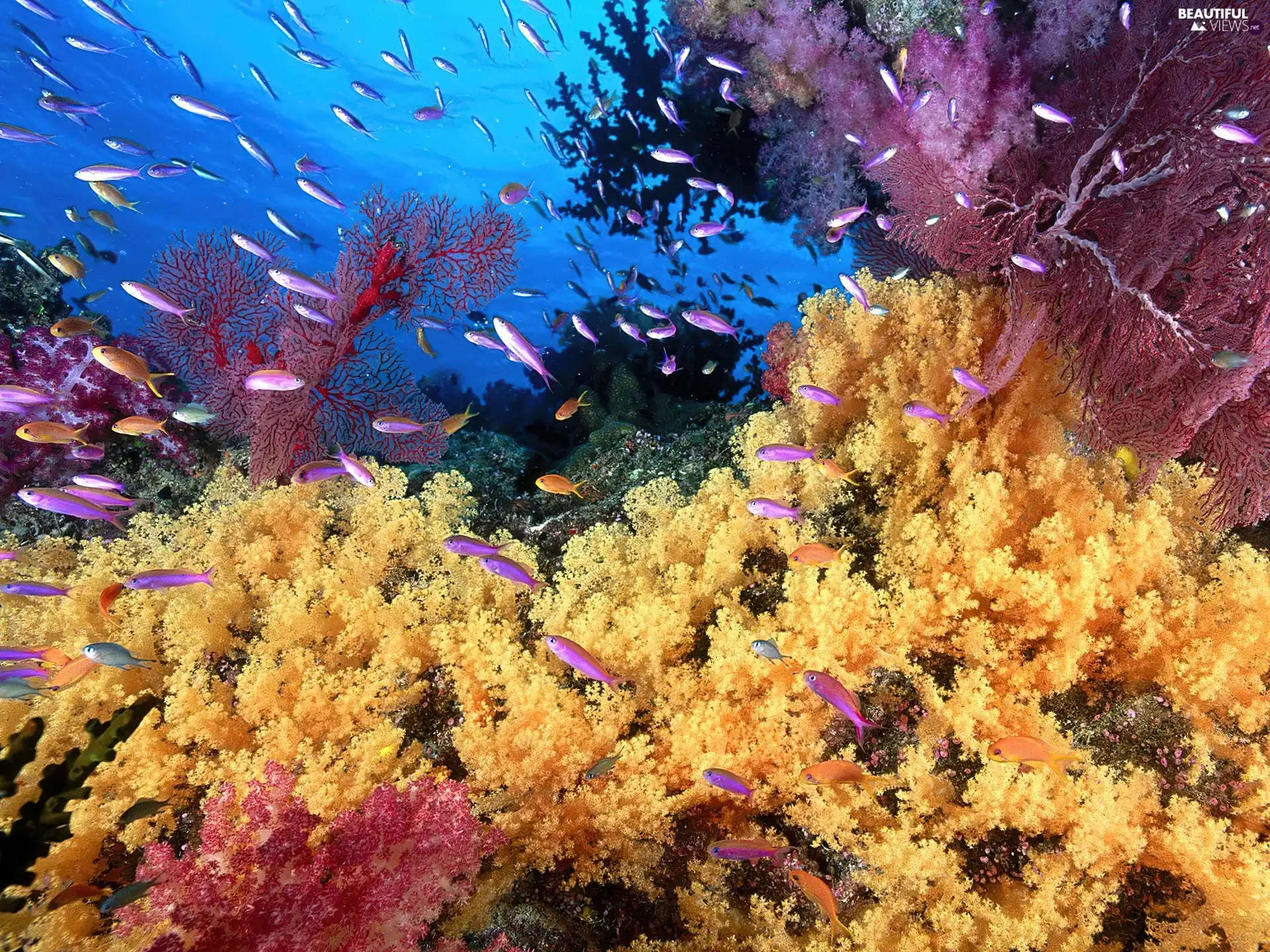 coral, underwater, reef