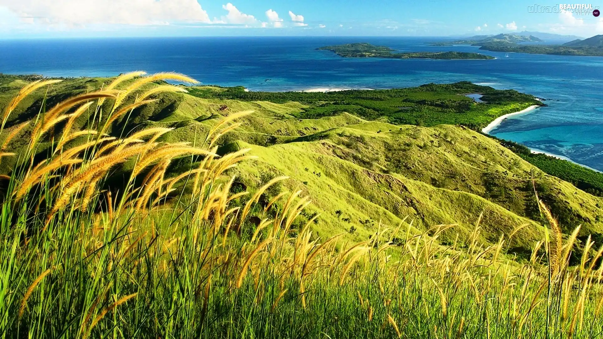 corn, sea, Coast