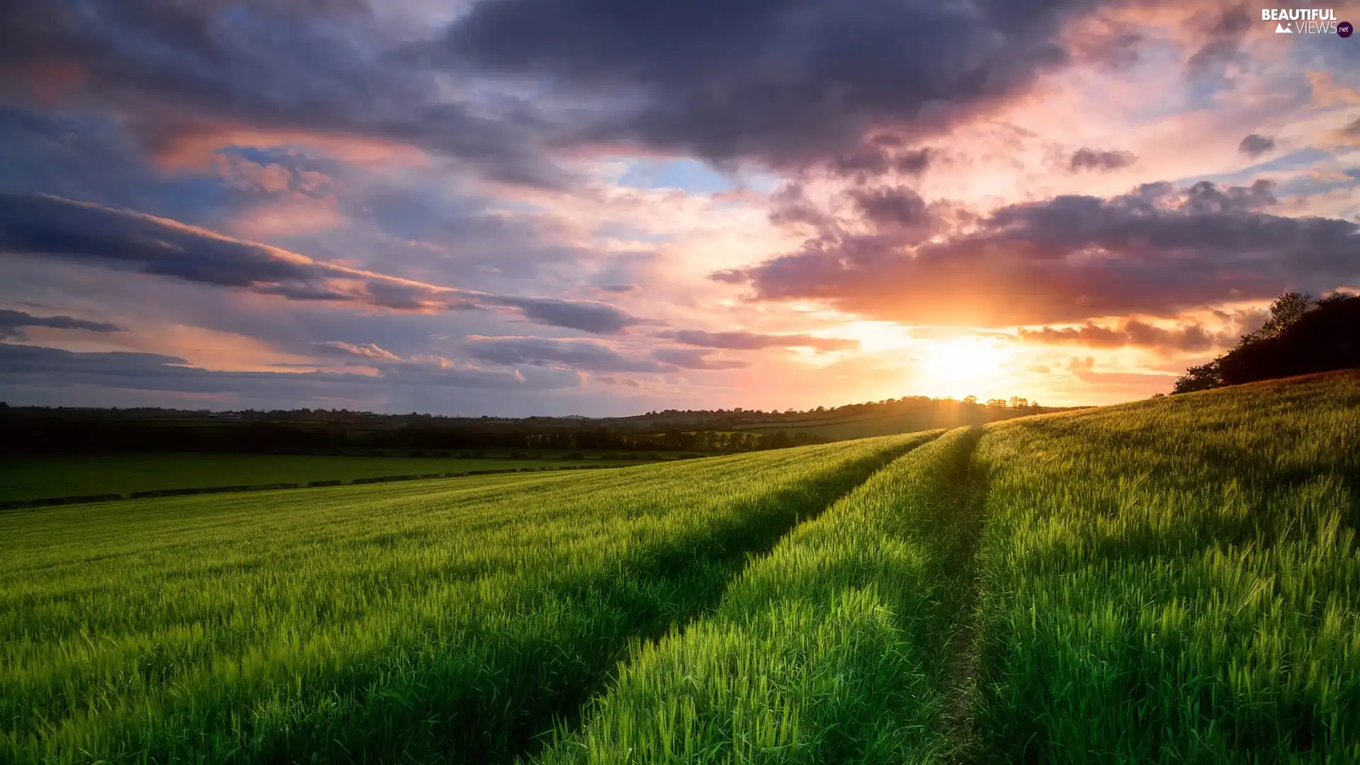 Field, Sunrise, clouds, corn