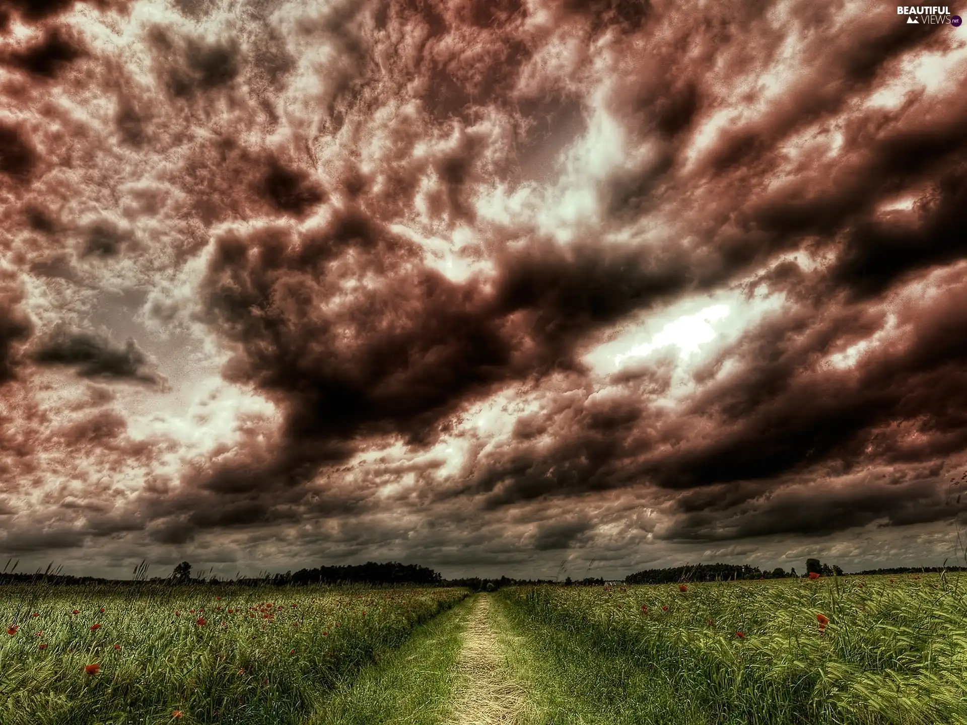 corn, clouds, Field