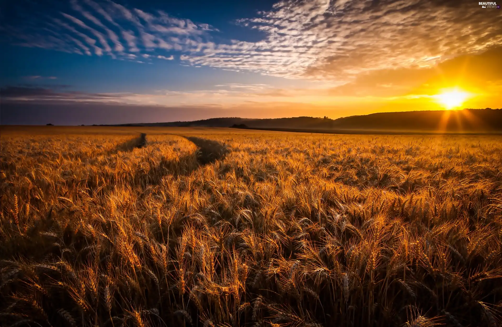 corn, Sunrise, Fields