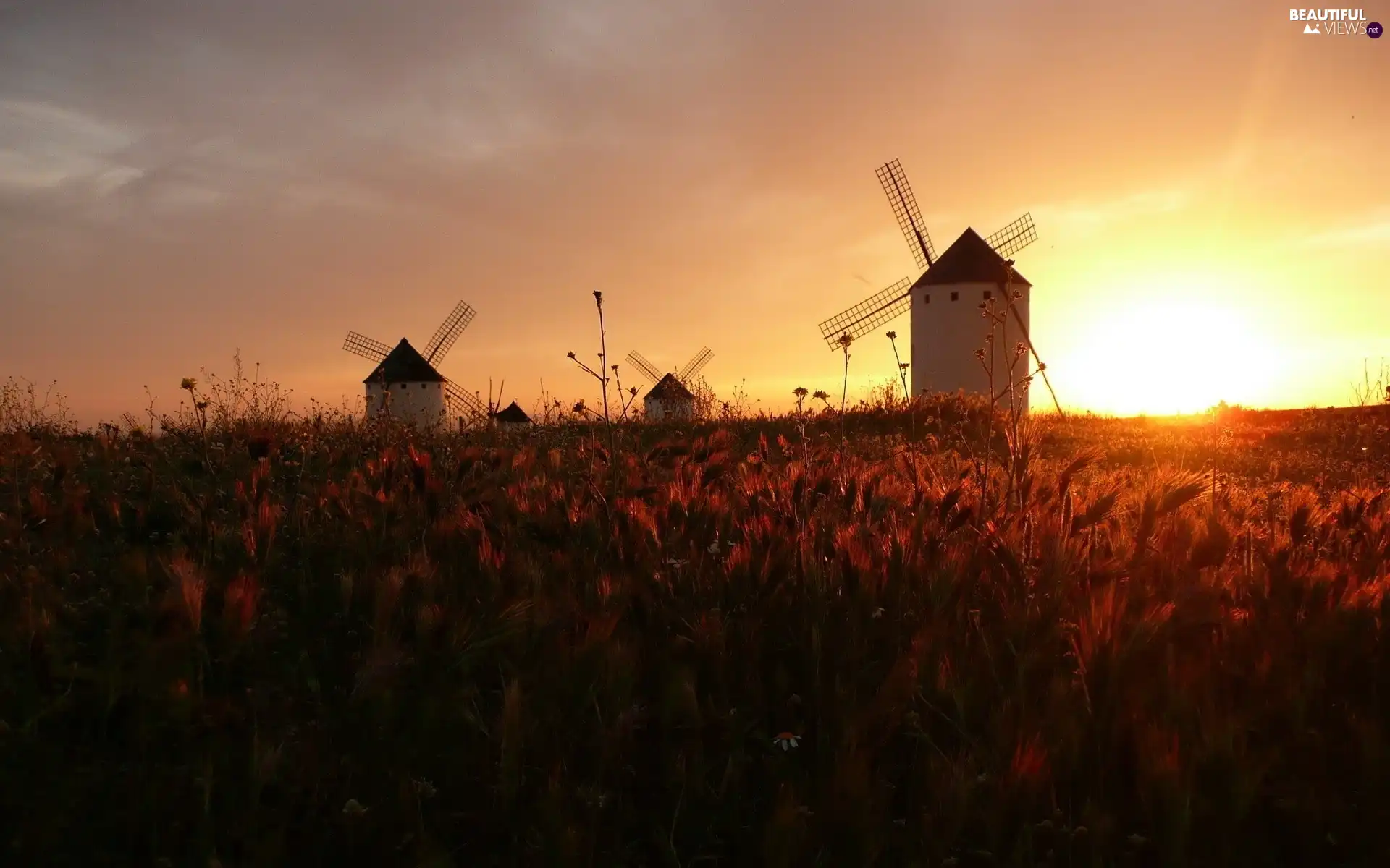 rays, Windmills, corn, sun