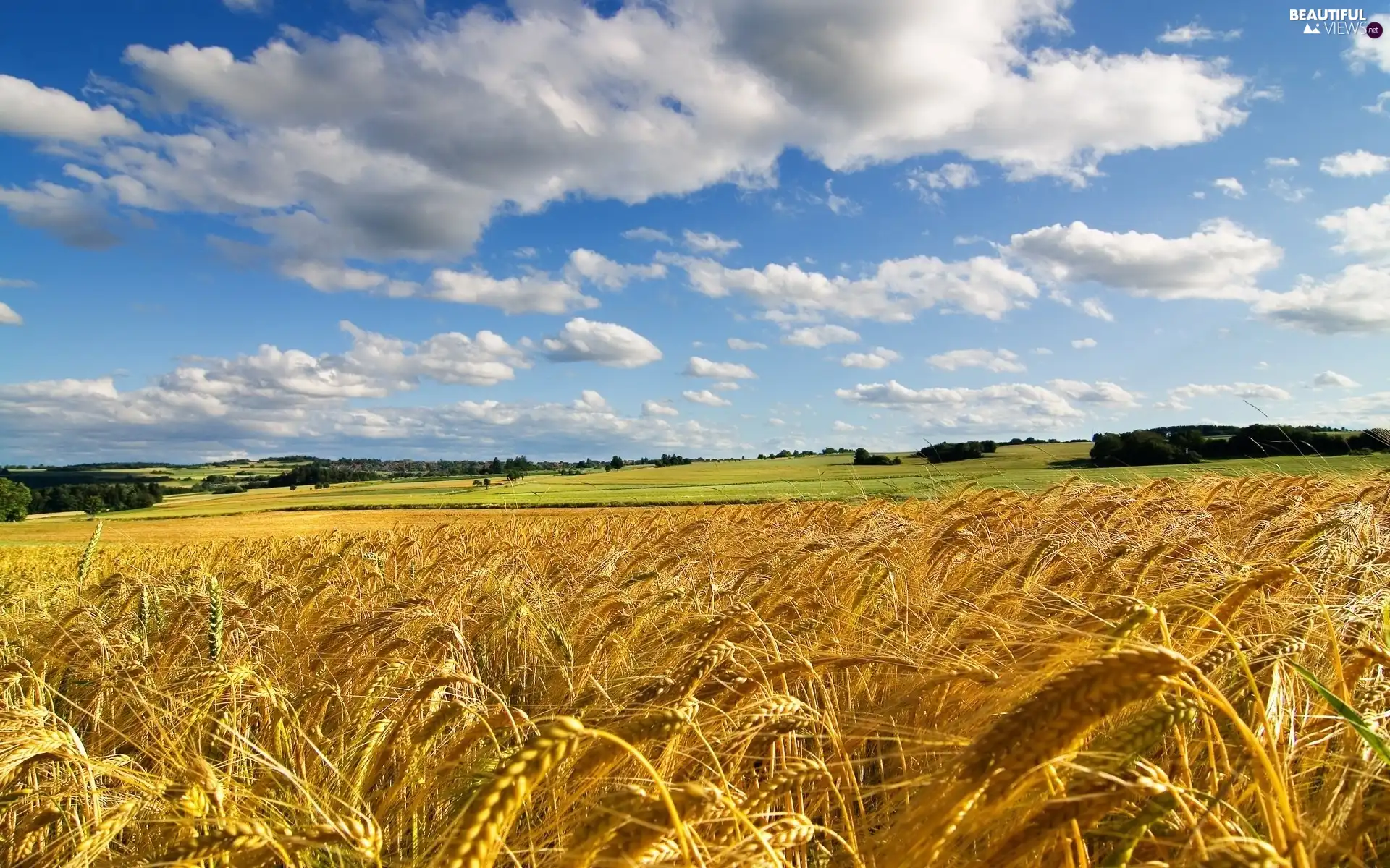 Sky, clouds, corn, White