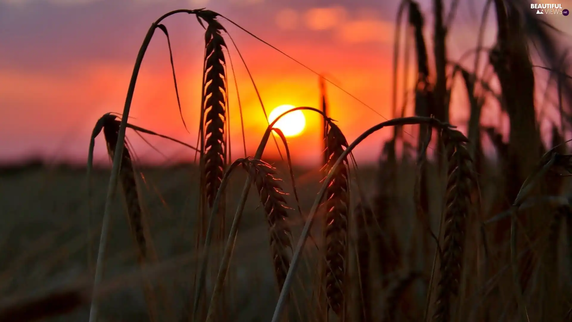 west, Ears, corn, sun