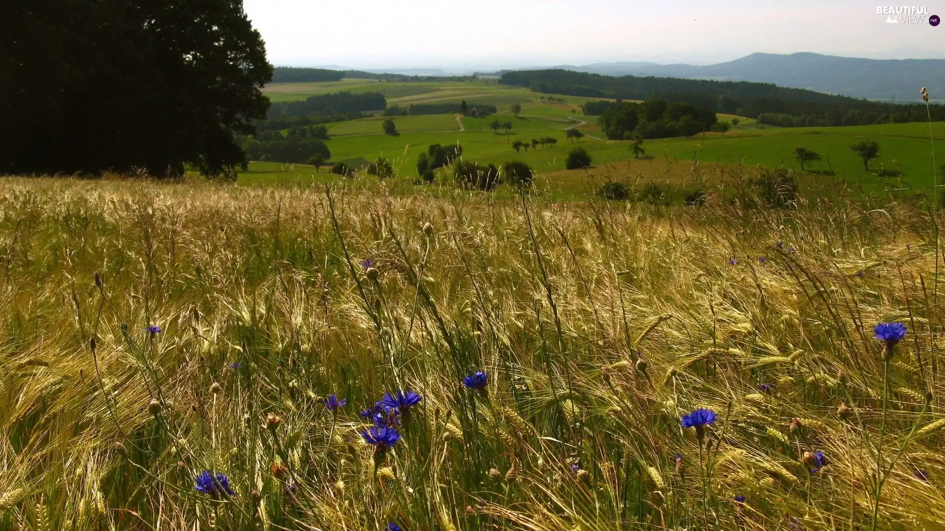 cornflowers, Field, corn