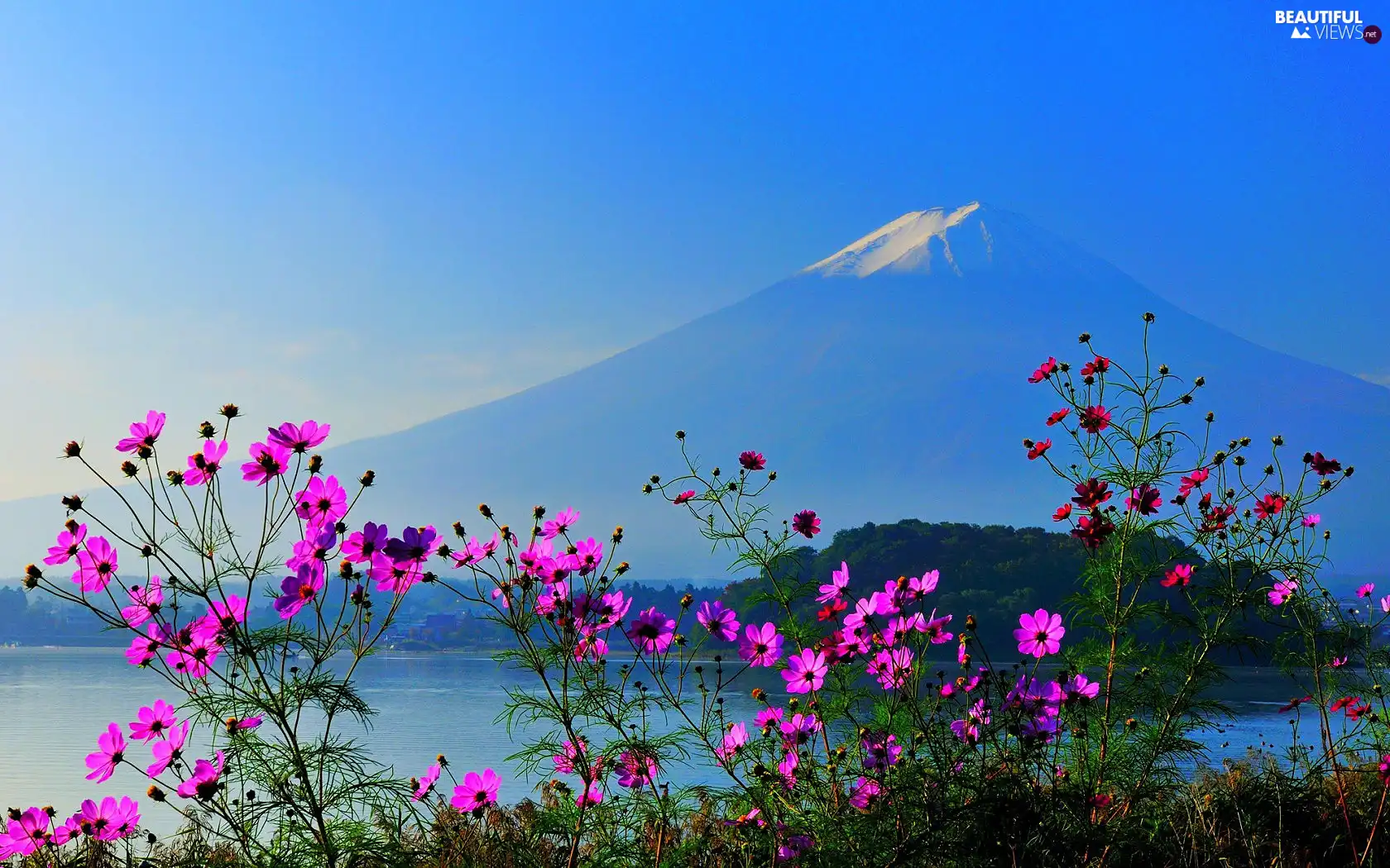 Cosmos, mountains, Flowers