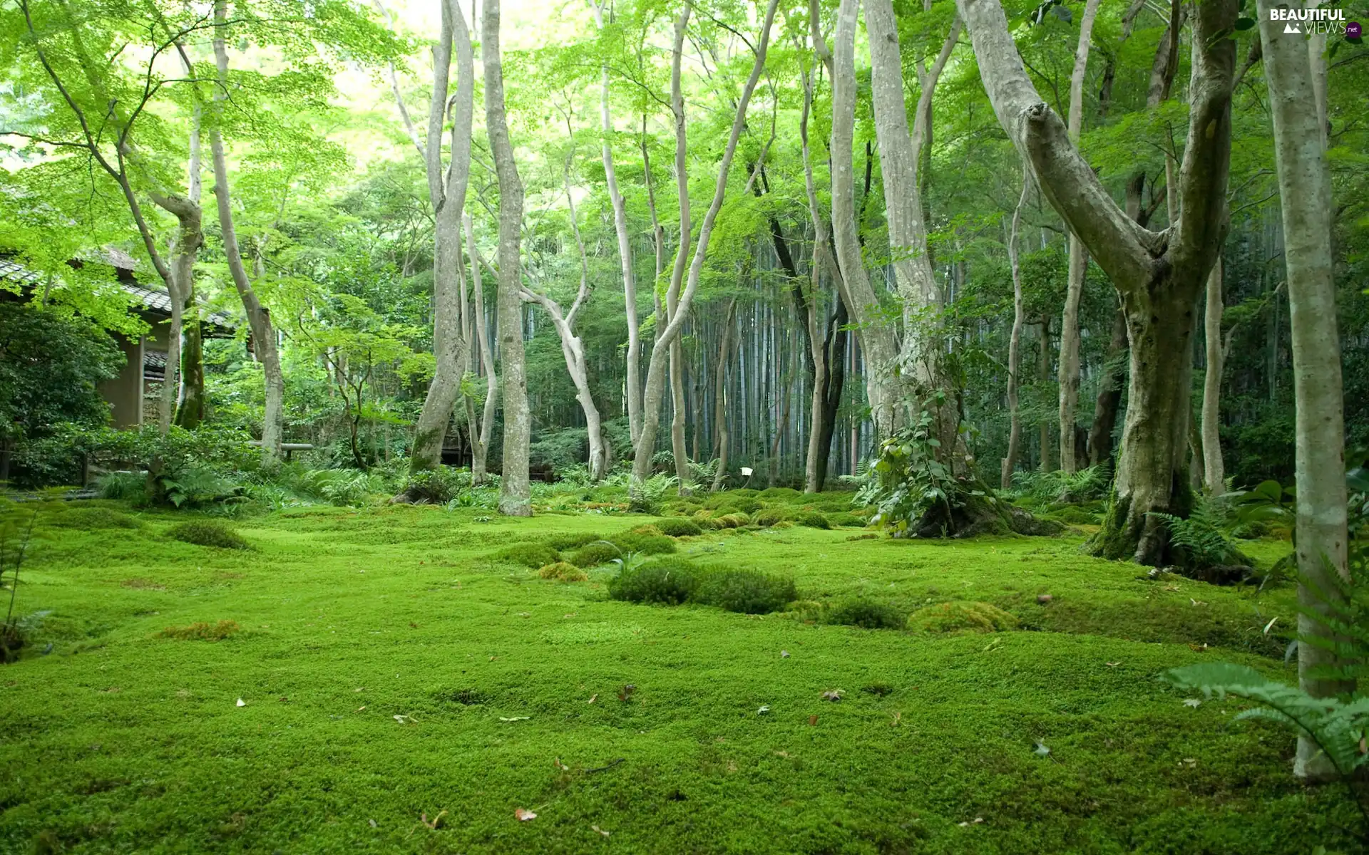 forest, viewes, Cottage, trees