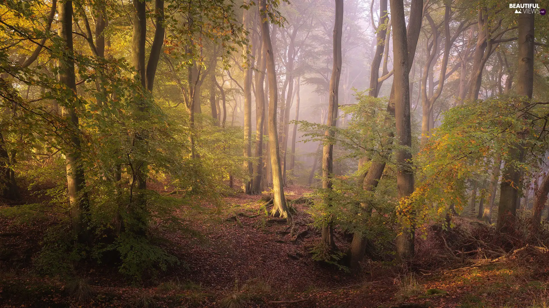 viewes, forest, Oxfordshire County, England, Fog, trees