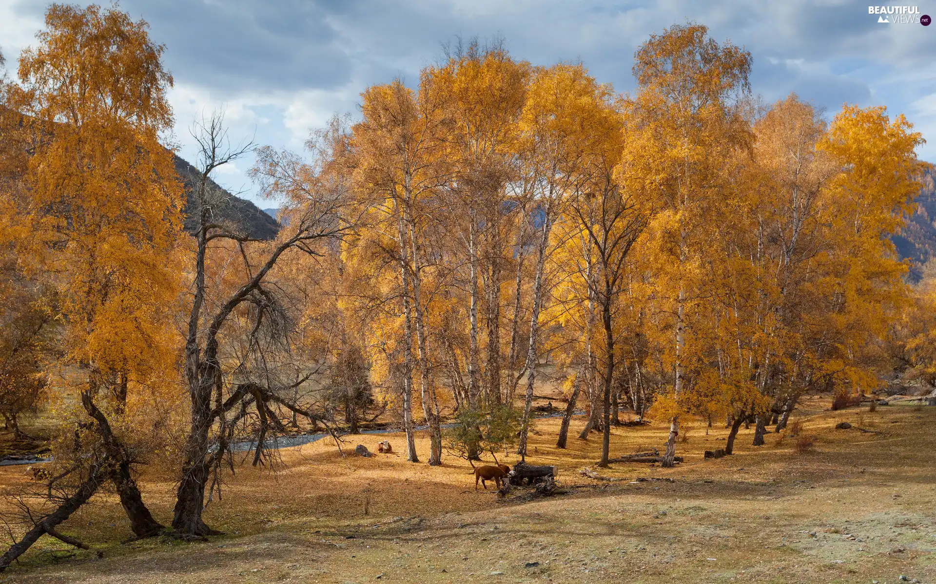 viewes, autumn, River, Cows, birch, trees