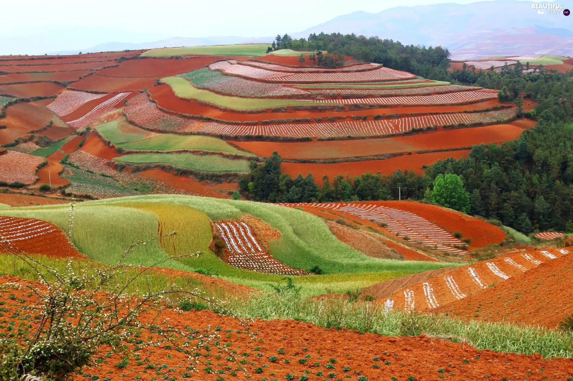 cultivated, color, field