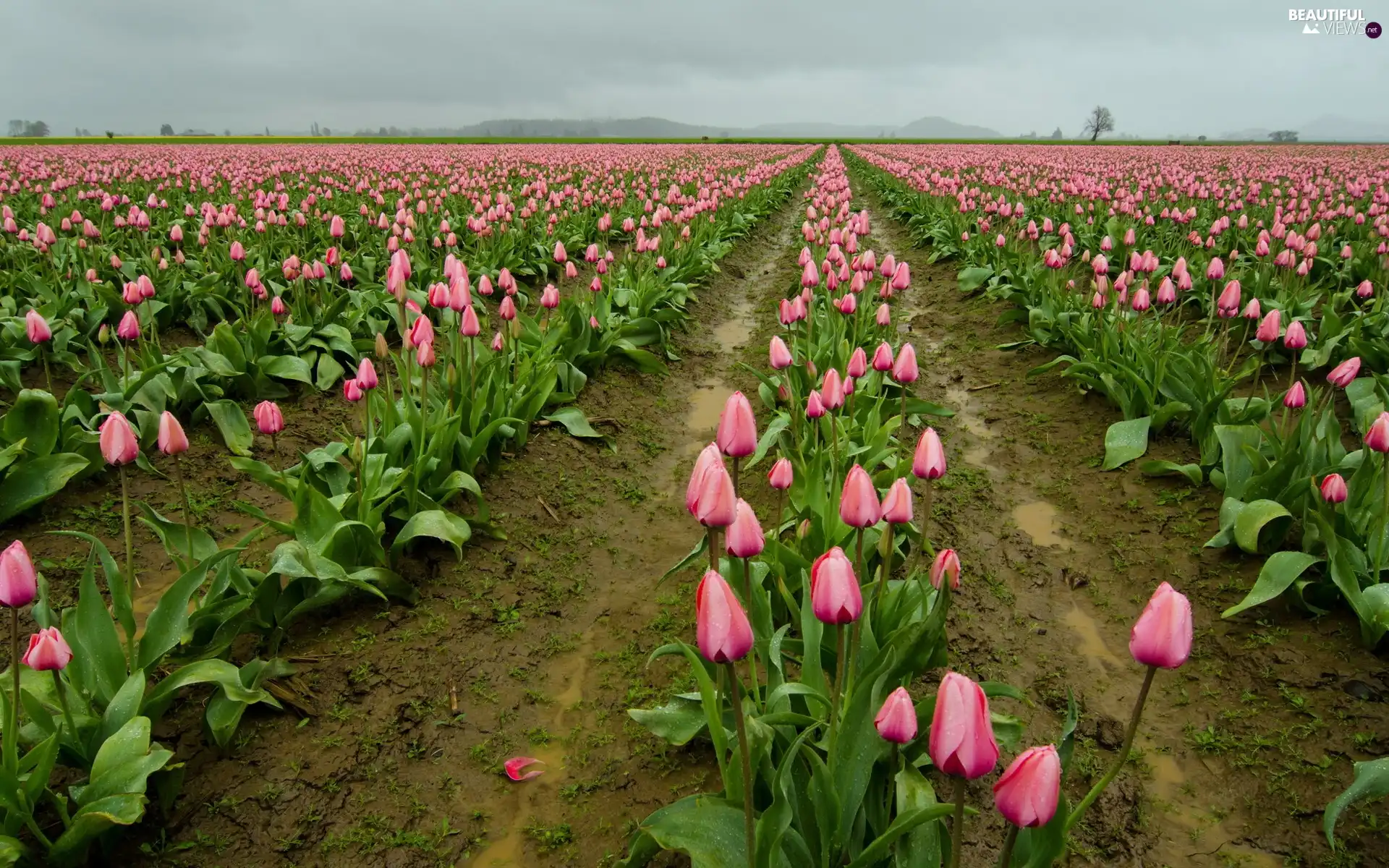 cultivation, Pink, Tulips