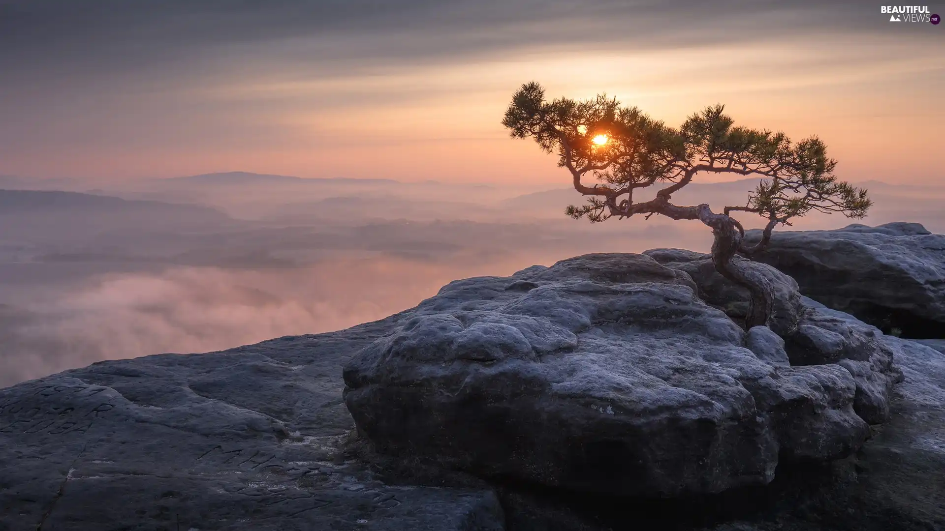 Saxony, Germany, Saxon Switzerland National Park, Děčínská vrchovina, pine, Fog, Great Sunsets, trees, Lilienstein Mountain