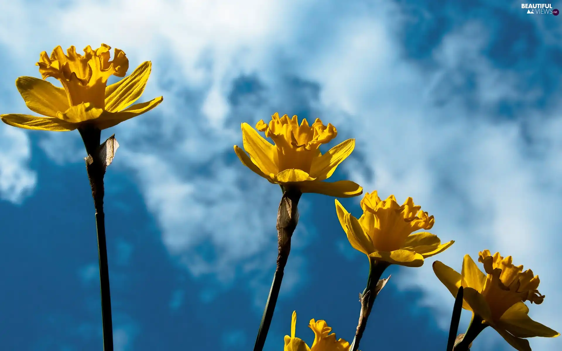 Sky, Daffodils