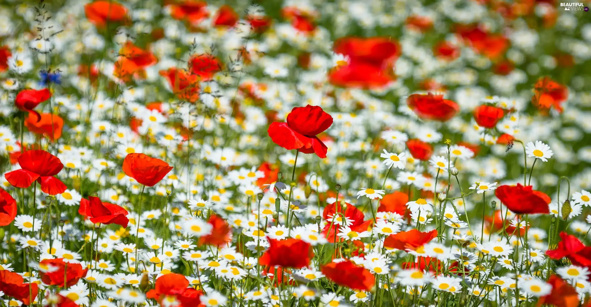 daisy, Meadow, papavers