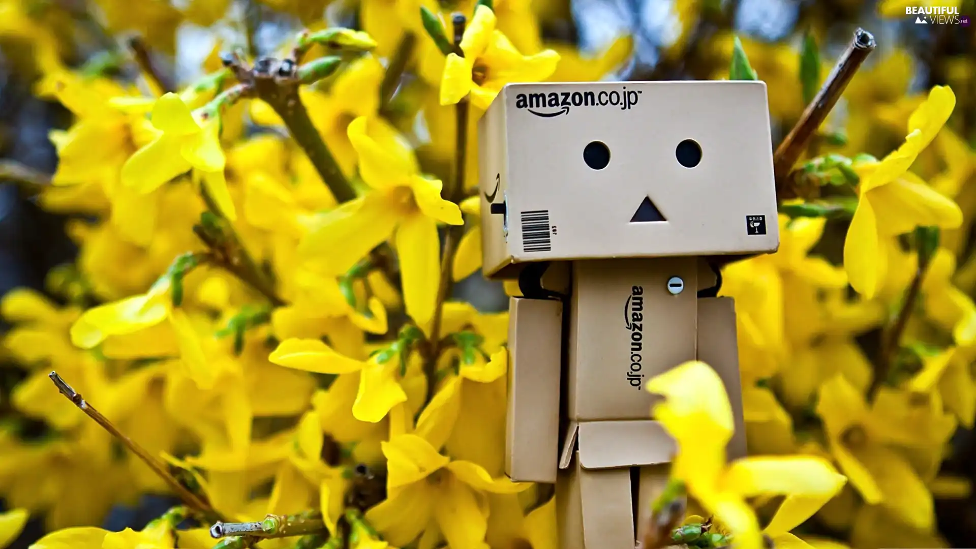 Danbo, Spring, Forsythia