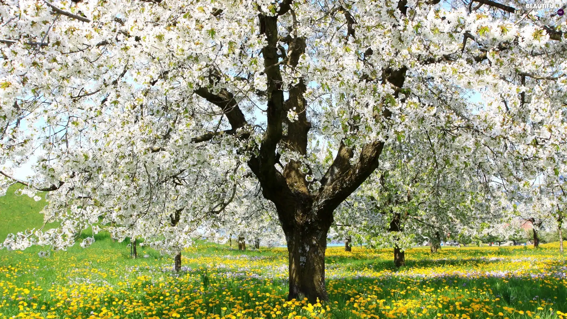 viewes, fruit, Spring, Meadow, grass, trees, bloom, dandelion