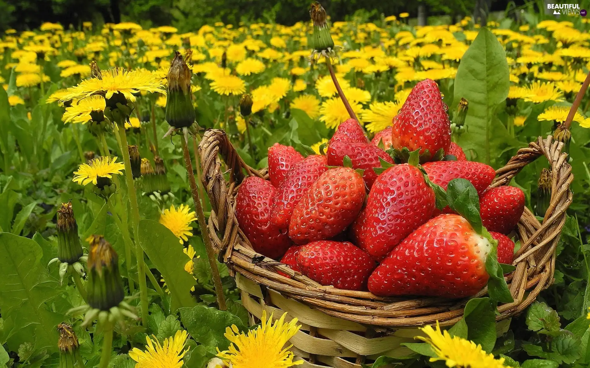 Meadow, strawberries, dandelions, basket