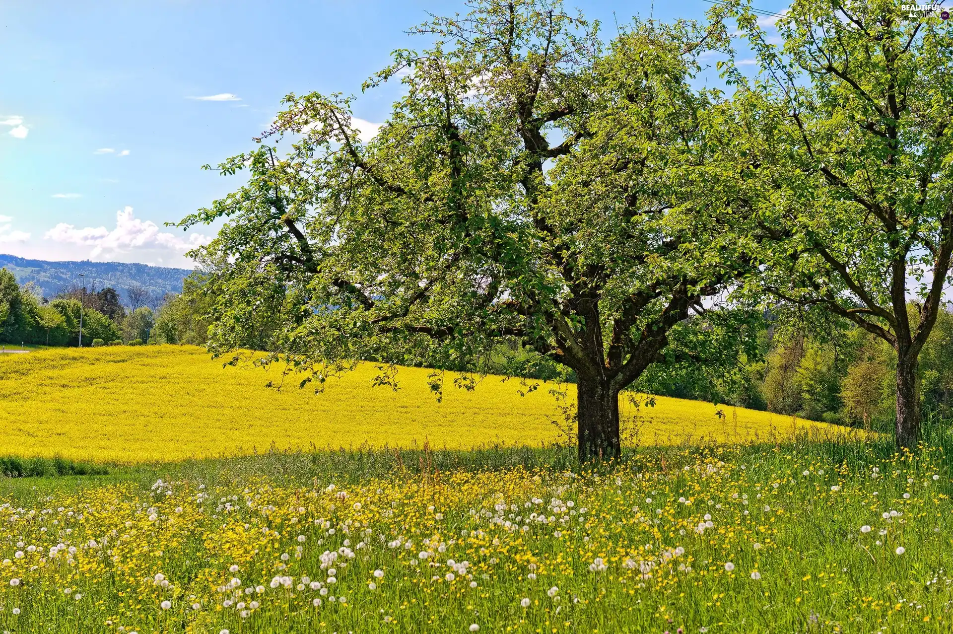 dandelions, Mountains, trees, viewes, Meadow