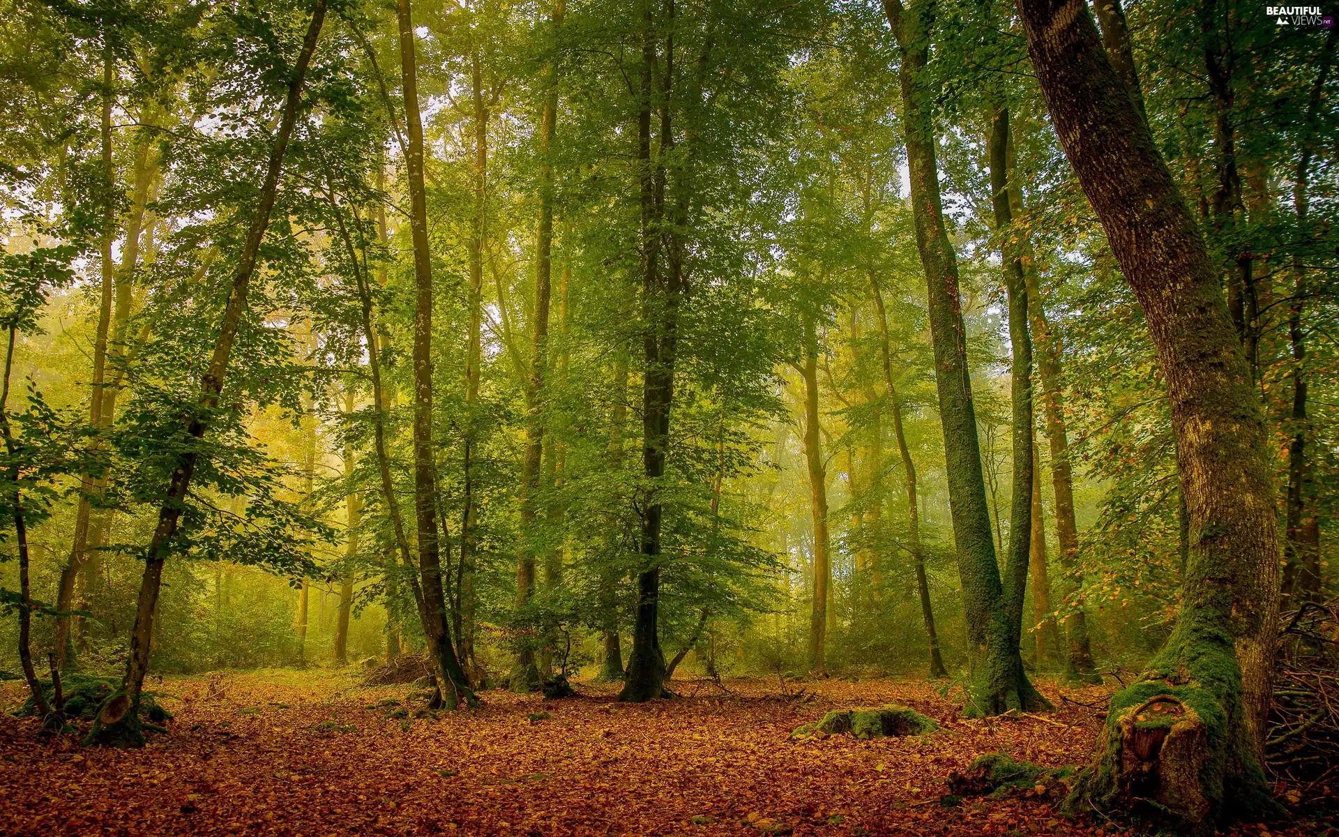 Fog, dawn, trees, viewes, forest