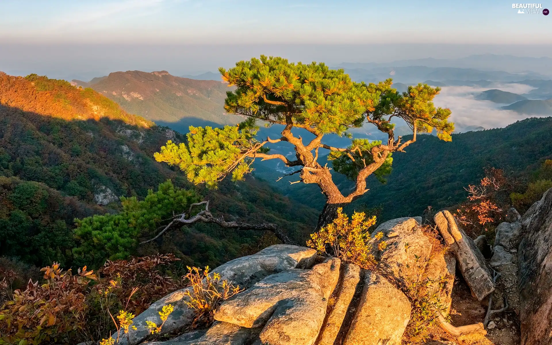 rocks, Mountains, sunny, day, pine, Fog