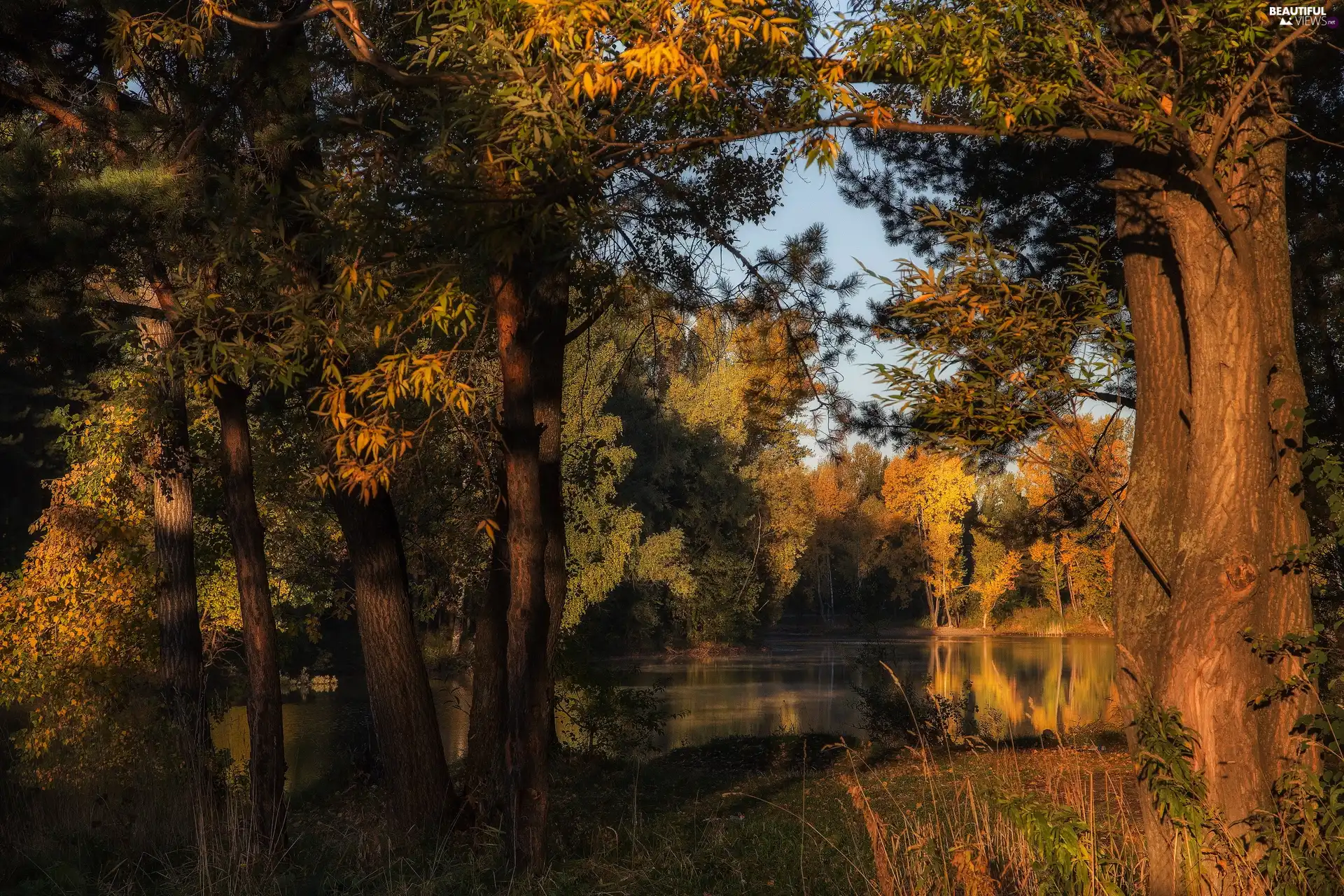 trees, lake, sunny, day, viewes, forest