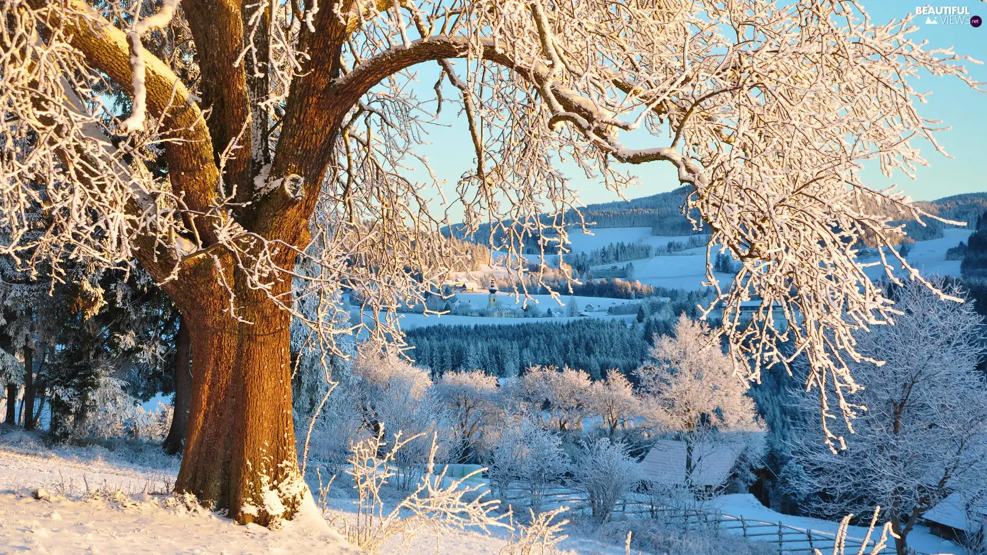 trees, winter, sunny, day, viewes, frosty